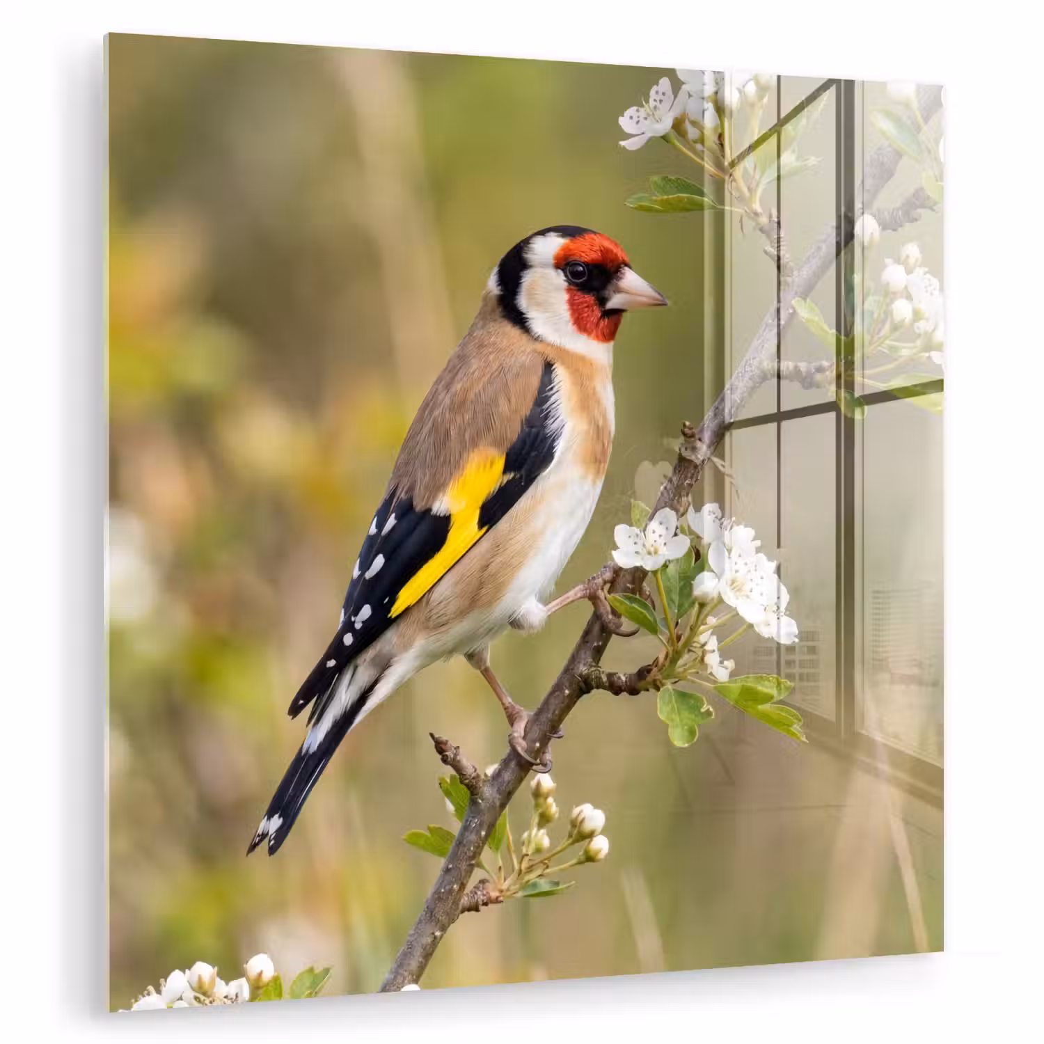 Putter - Bloesem - Lente - Natuur - Kleurrijk plexiglas 5mm klein -zzzproduct_nieuw