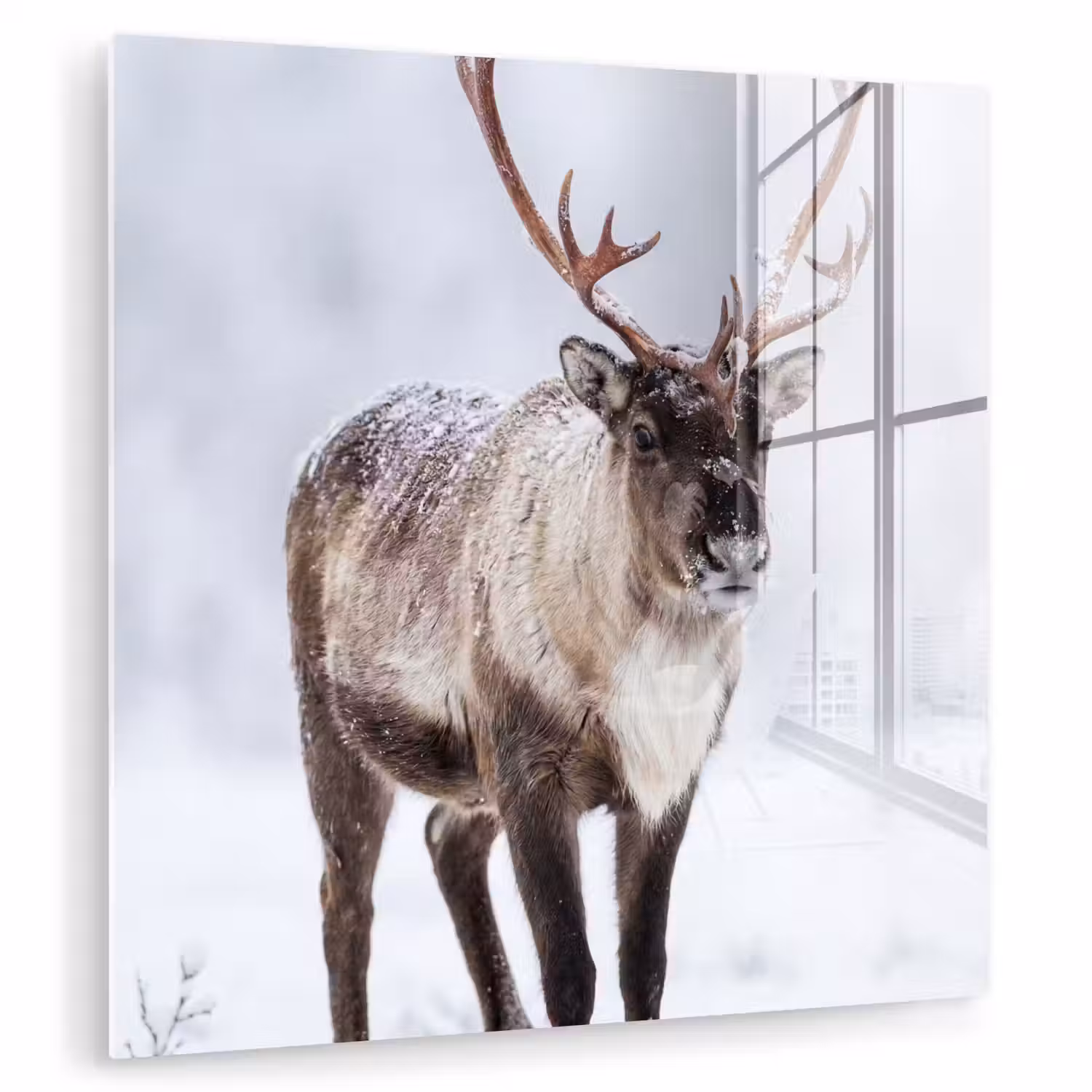 Rendier - Gewei - Toendra - Sneeuw - Wild plexiglas 5mm klein -zzzproduct_nieuw