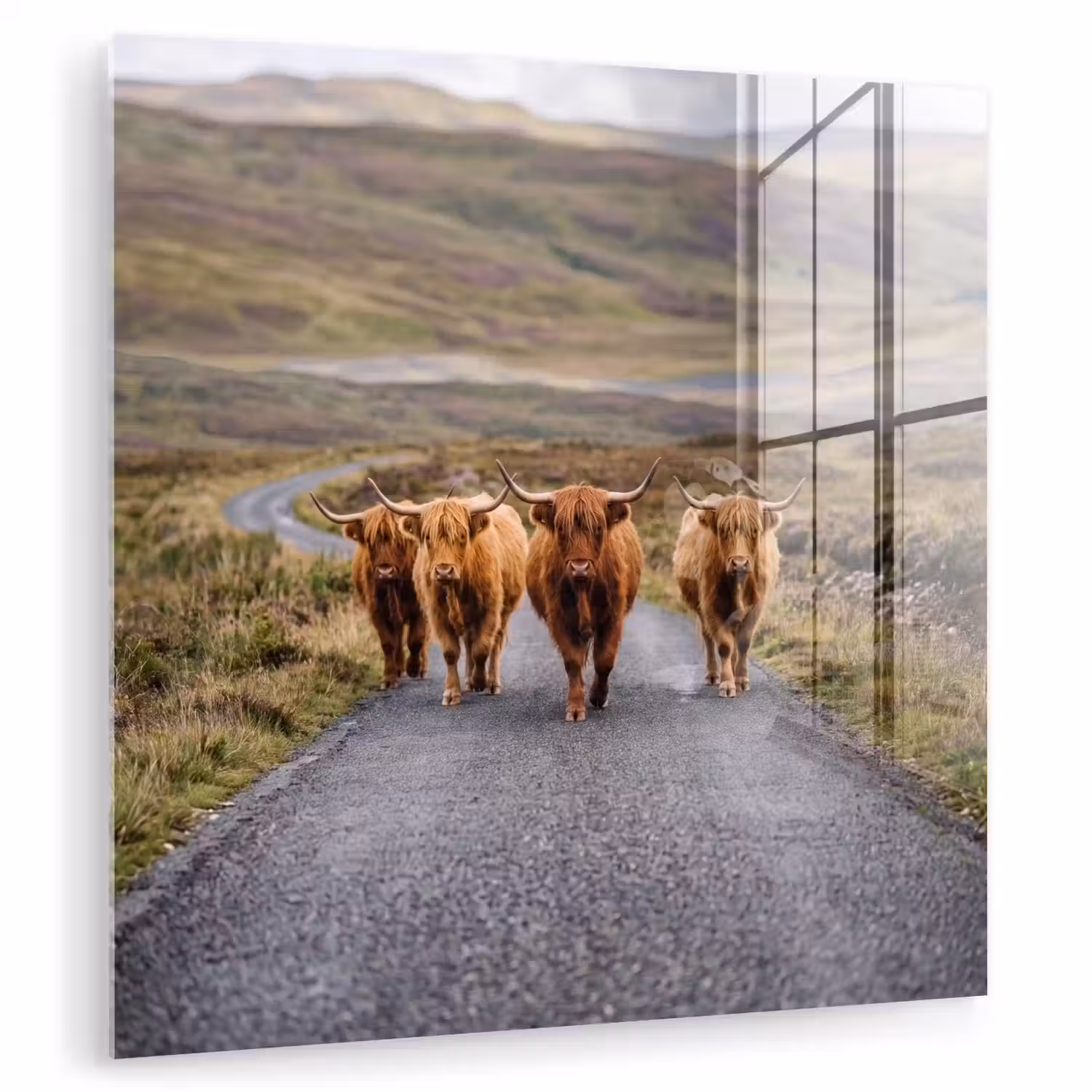 Schotse Hooglanders - Weg - Landschap - Kudde plexiglas 5mm klein -zzzproduct_nieuw