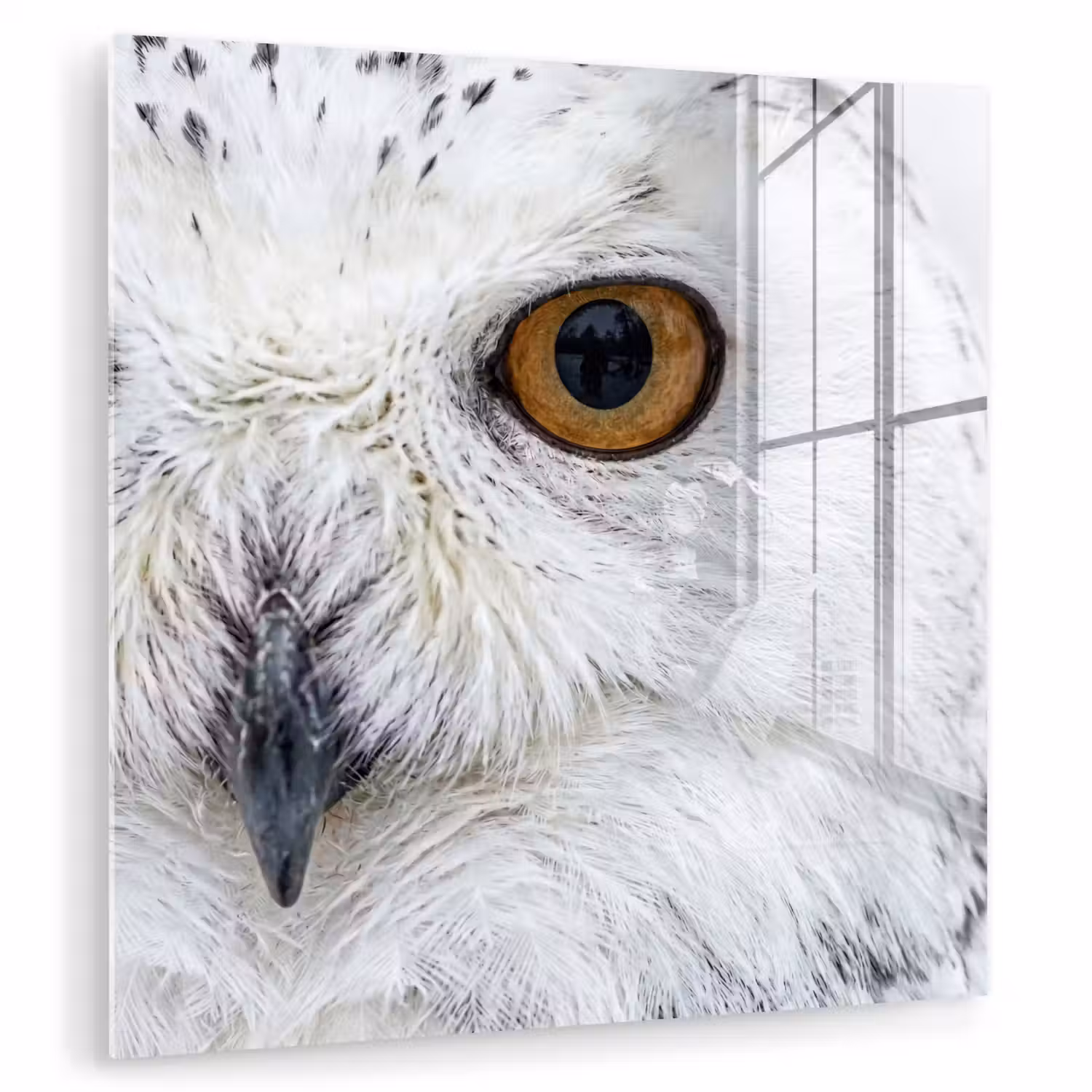 Sneeuwuil - Oog - Wildlife - Wit plexiglas 5mm klein -zzzproduct_nieuw