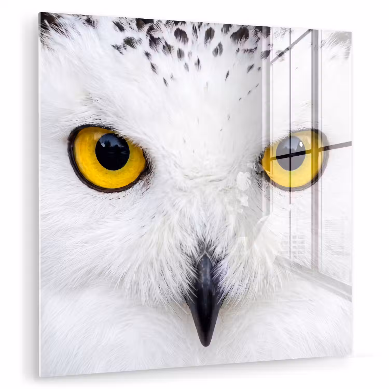 Sneeuwuil - Portret - Geel plexiglas 5mm klein -zzzproduct_nieuw