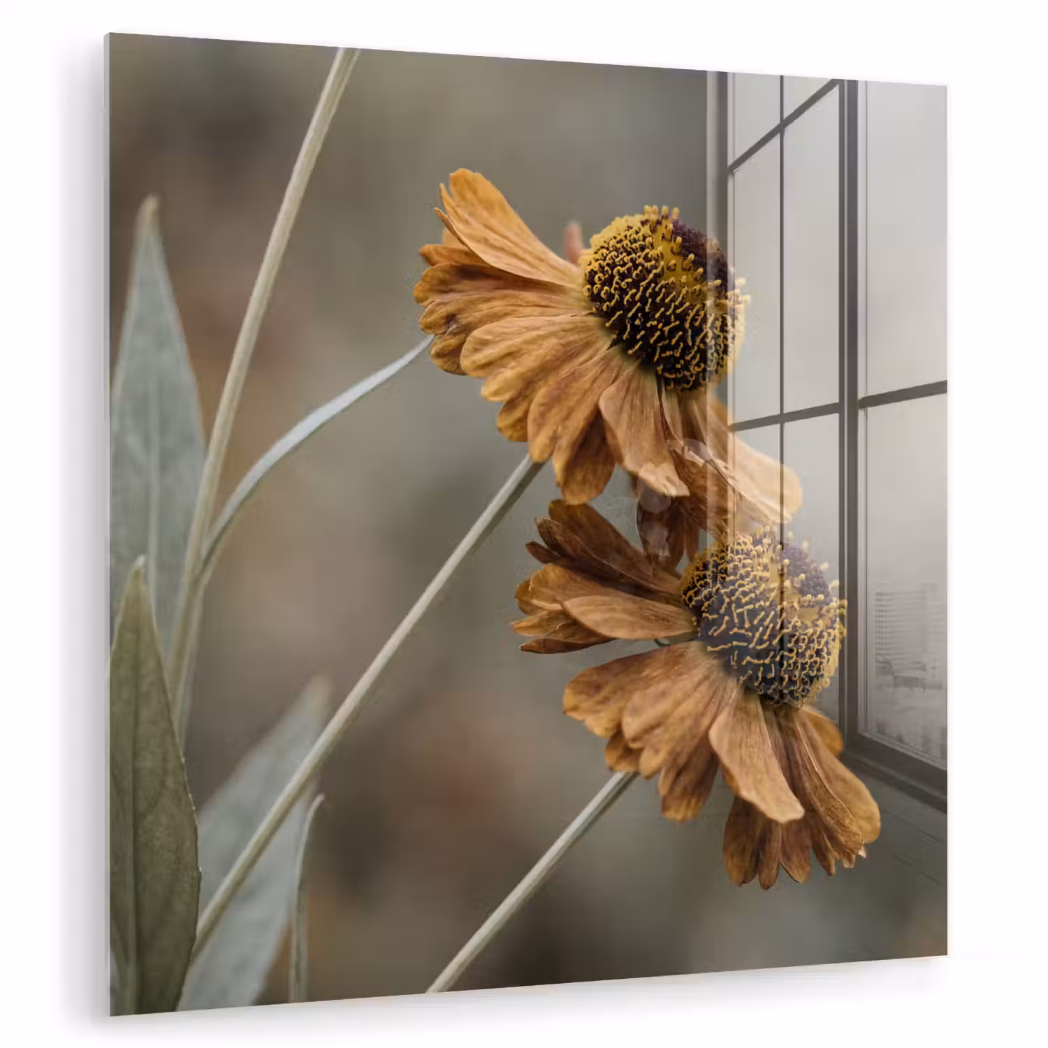 Zonnehoed - Droogbloemen - Geel - Warm plexiglas 5mm klein -zzzproduct_nieuw