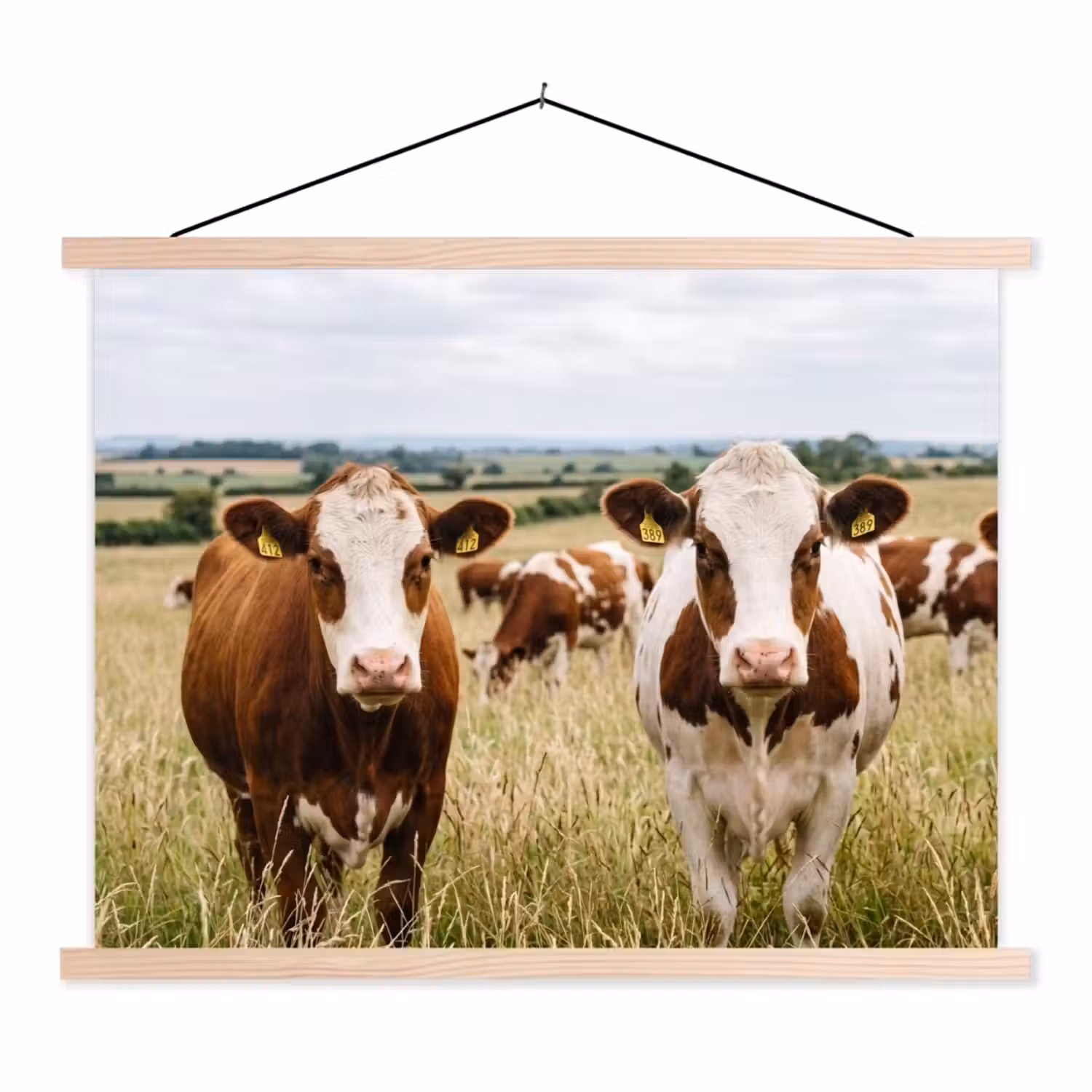 Koeien - Portret - Weide - Boerderij - Nieuwsgierig textielposter latten blank klein -3d