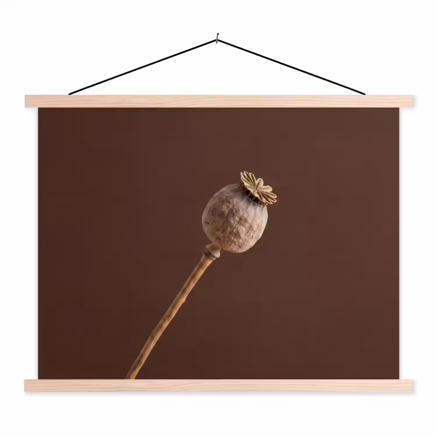 Papaverbol - Droogbloem - Bruin - Minimalistisch textielposter latten blank klein -3d