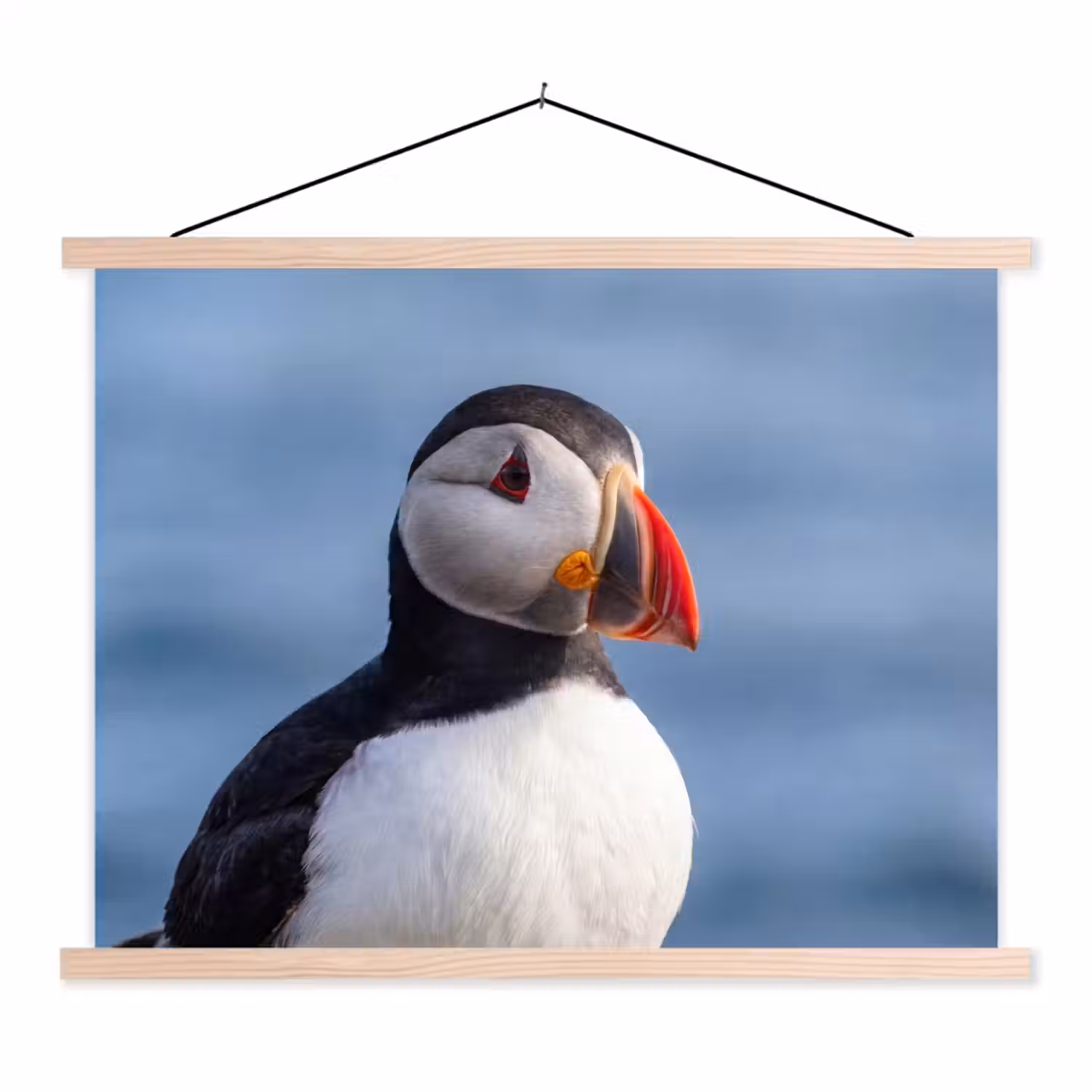 Papegaaiduiker - Portret - Natuur textielposter latten blank klein -3d