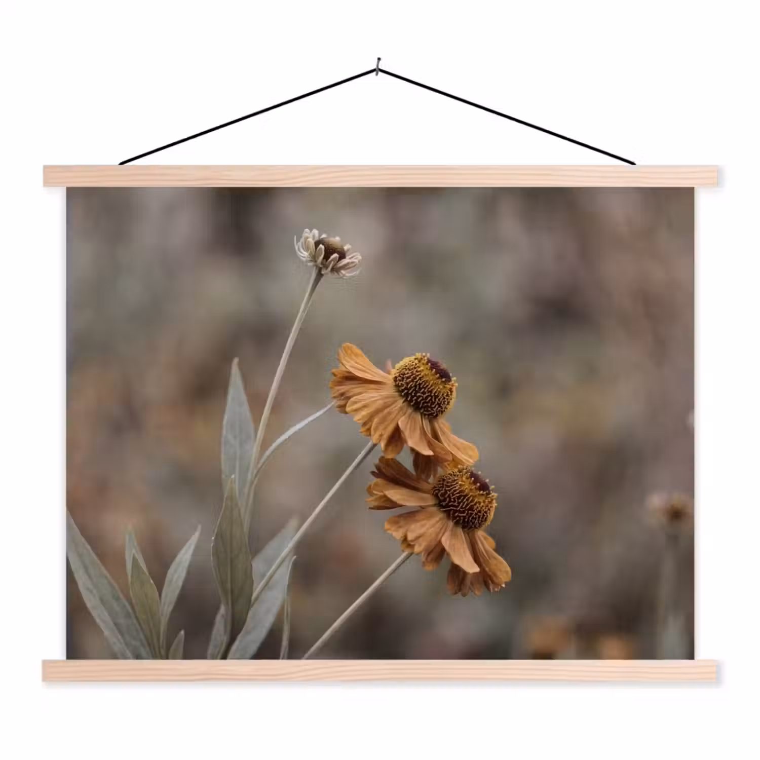 Zonnehoed - Droogbloemen - Geel - Warm textielposter latten blank klein -3d
