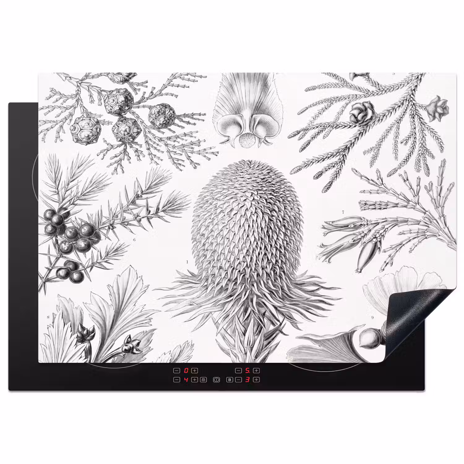 Coniferen - Ernst Haeckel - Kunst - Retro - Illustratie - Natuur Inductie beschermer vinyl 3mm middel -3d