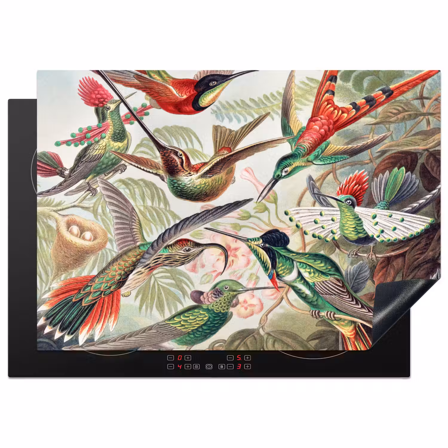 Kolibrie - Vintage - Ernst Haeckel - Vogel - Kunst - Natuur Inductie beschermer vinyl 3mm middel -3d