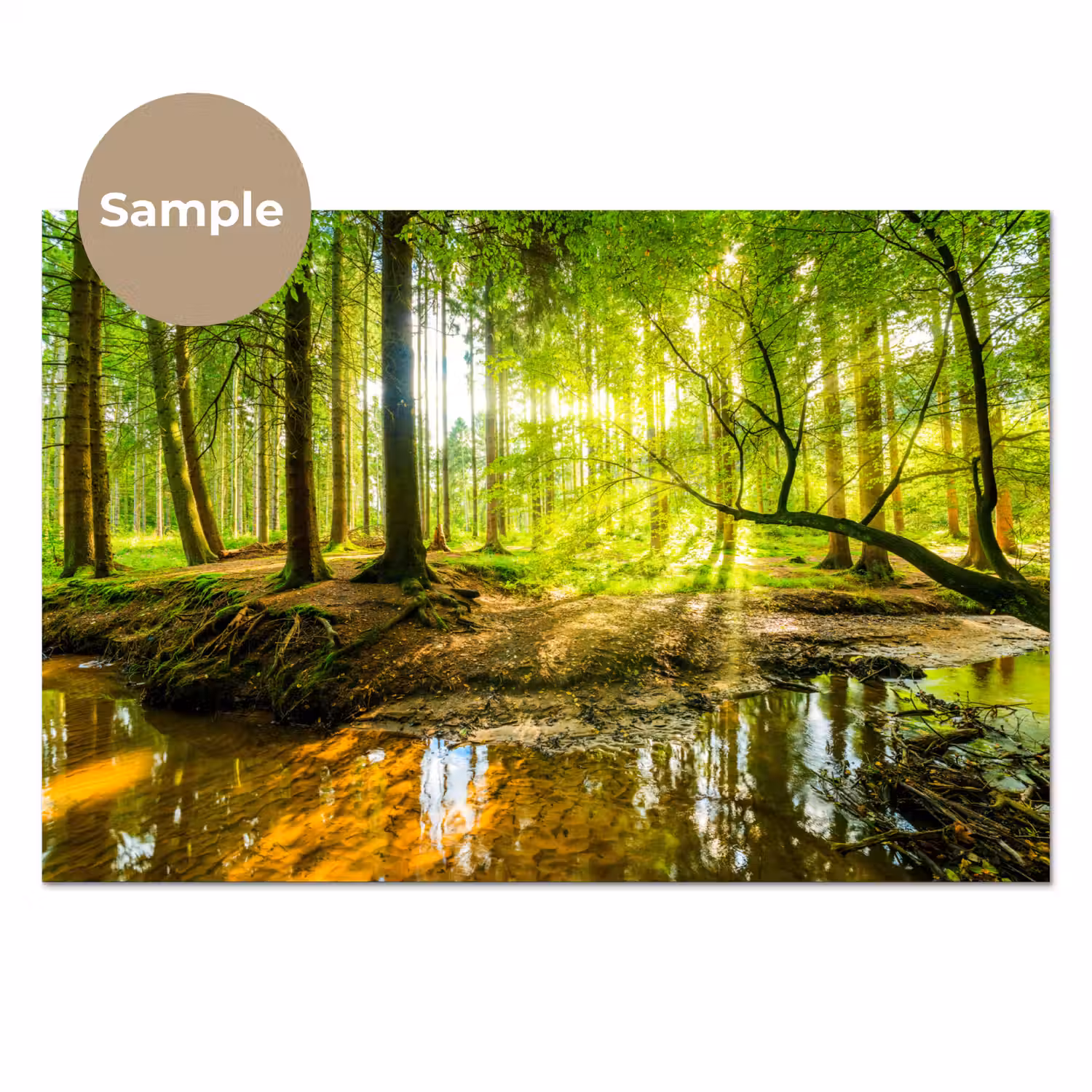 Bos - Landschap - Water - Bomen - Zon - Groen - Natuur keuken achterwand sample klein -3d_EN