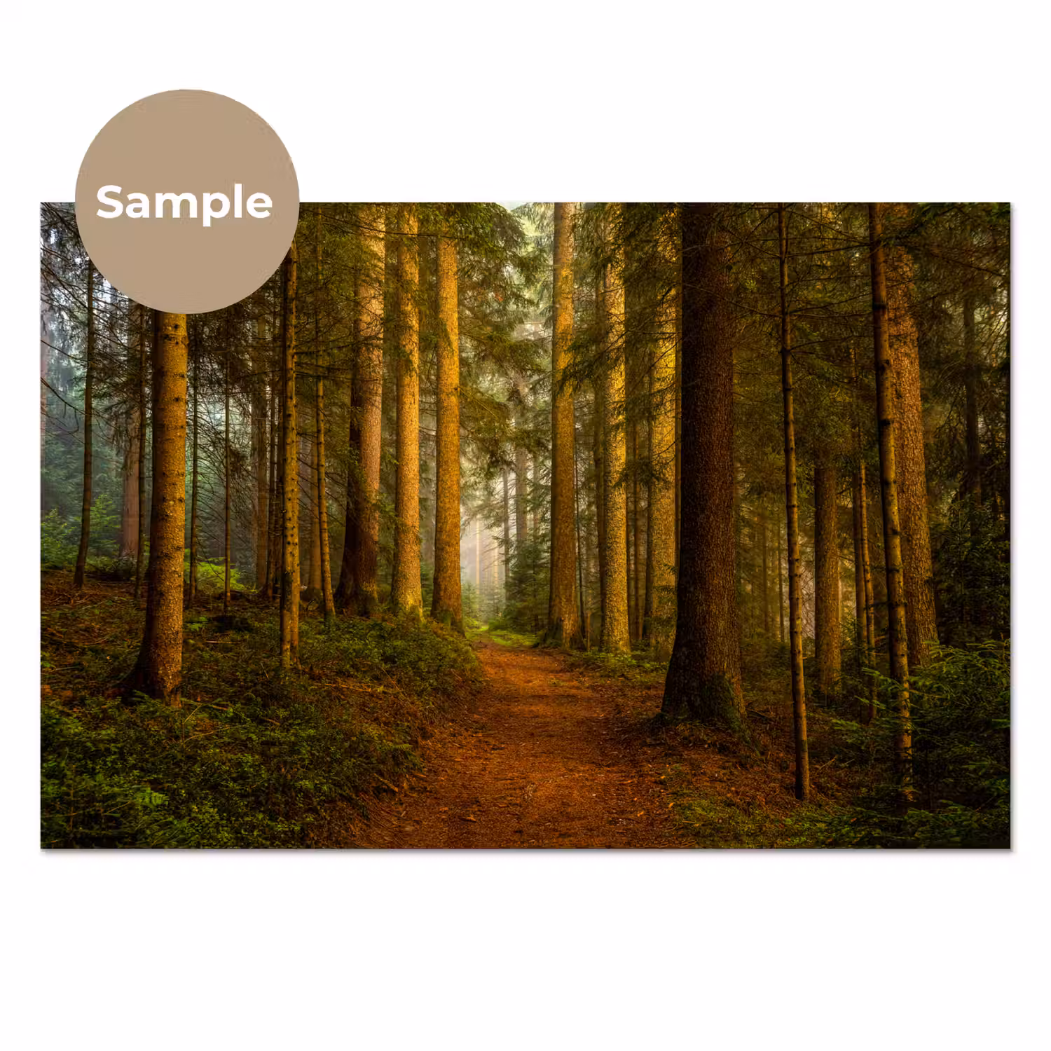 Bos - Natuur - Bomen - Landschap - Bladeren keuken achterwand sample klein -3d_EN