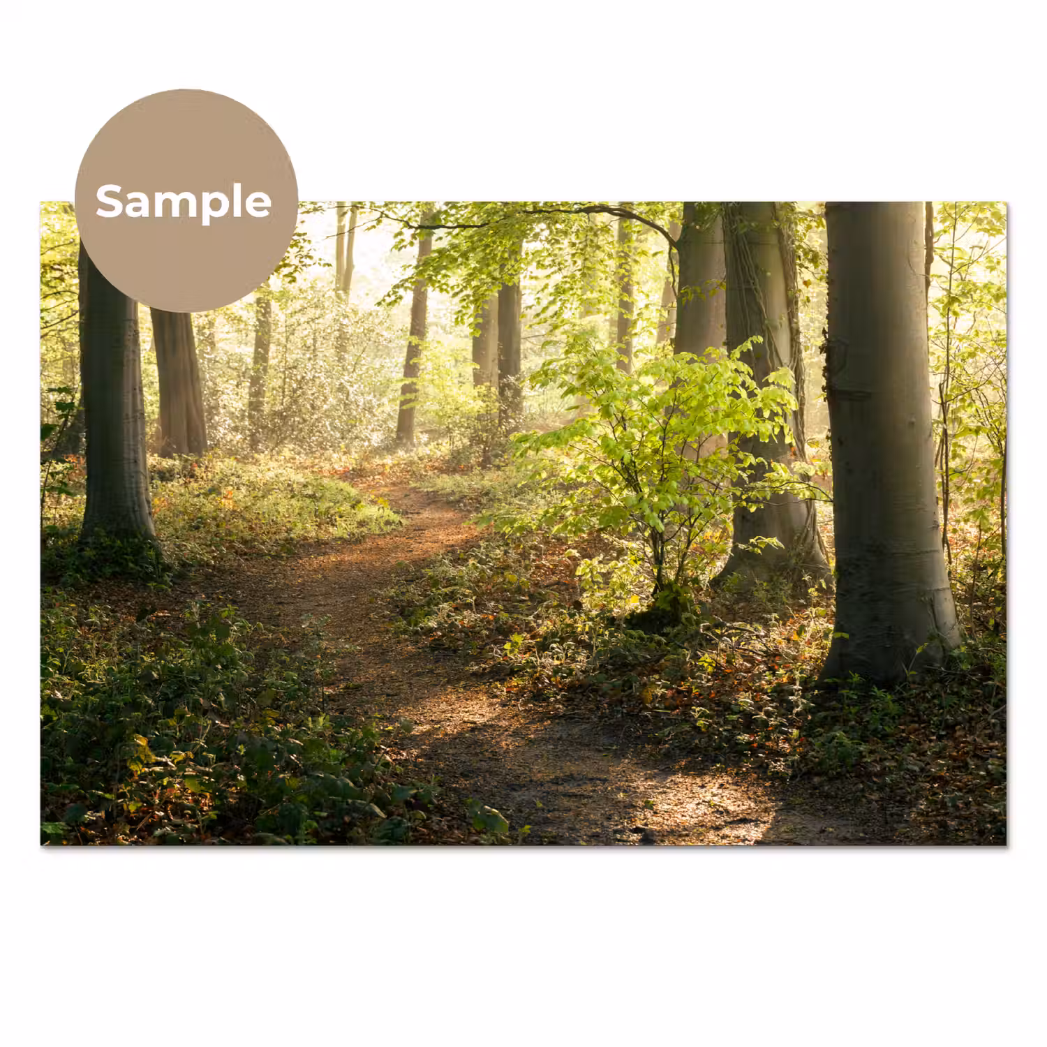 Bos - Bomen - Pad - Zon - Planten - Bladeren - Natuur keuken achterwand sample klein -3d_EN