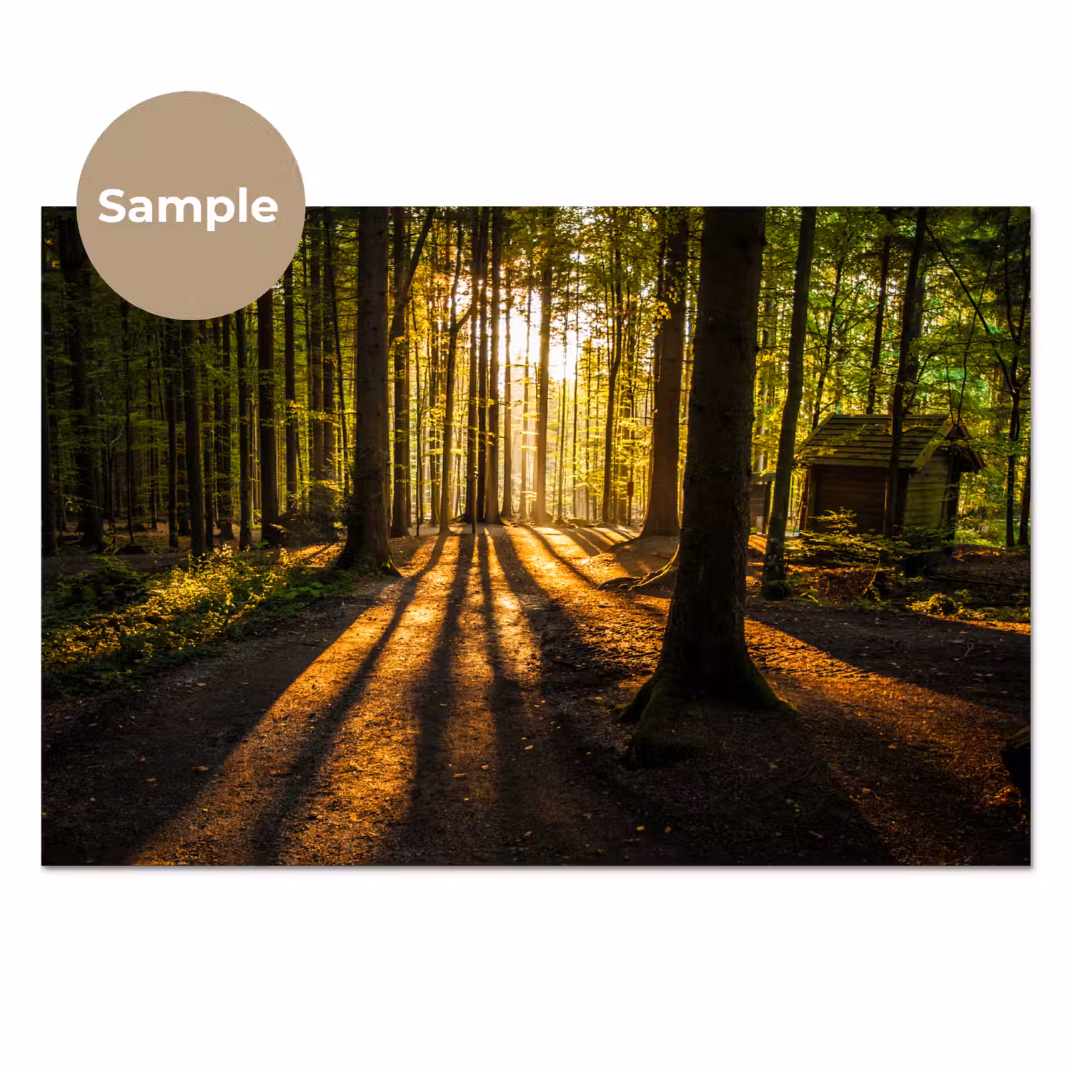 Zon - Bomen - Bos - Landschap - Natuur keuken achterwand sample klein -3d_EN
