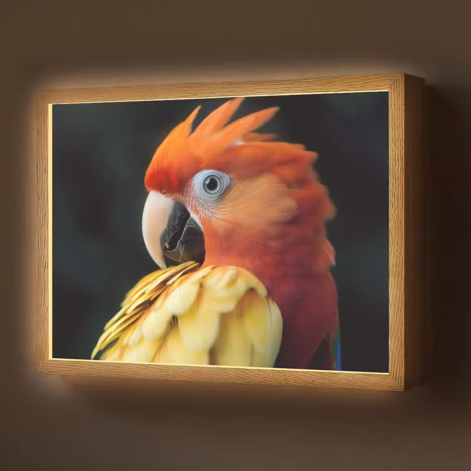 Close-up - Papegaai - Veren - Oranje Light Box met batterij (Wandlamp) middel -z3d_website