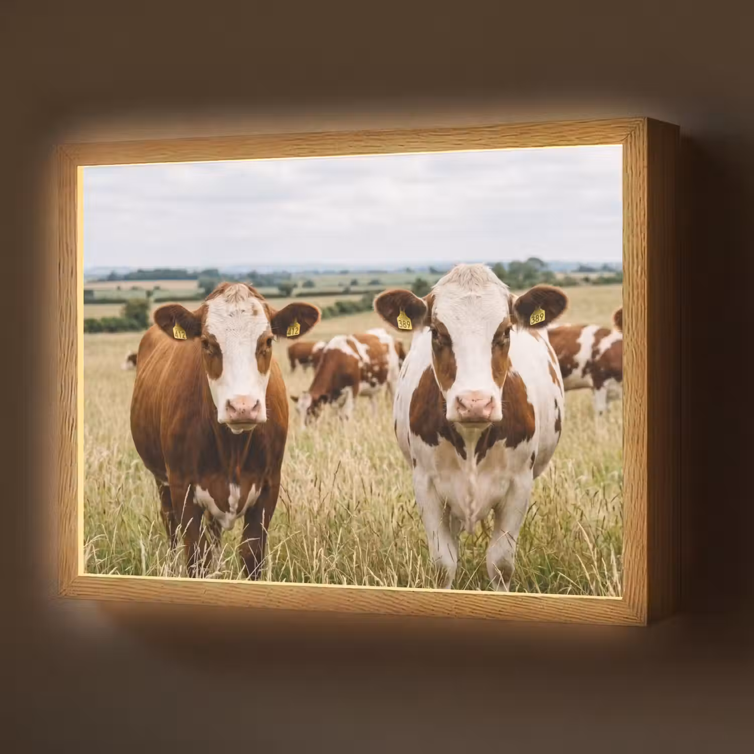 Koeien - Portret - Weide - Boerderij - Nieuwsgierig Light Box met batterij (Wandlamp) middel -z3d_website