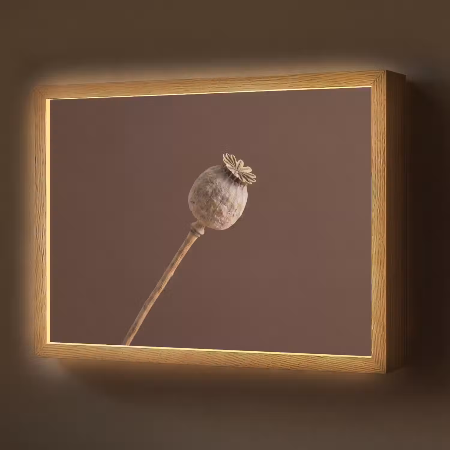 Papaverbol - Droogbloem - Bruin - Minimalistisch Light Box met batterij (Wandlamp) middel -z3d_website