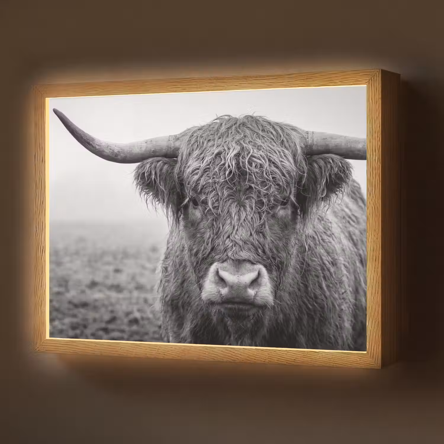 Schotse hooglander - Zwart - Wit - Gras Light Box met batterij (Wandlamp) middel -z3d_website