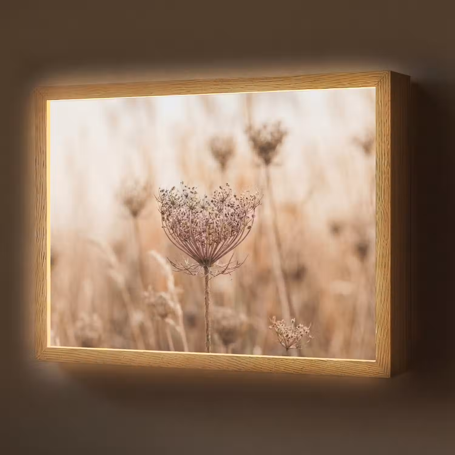 Schermbloem - Droogbloem - Winter - Beige - Minimalistisch Light Box met batterij (Wandlamp) middel -z3d_website