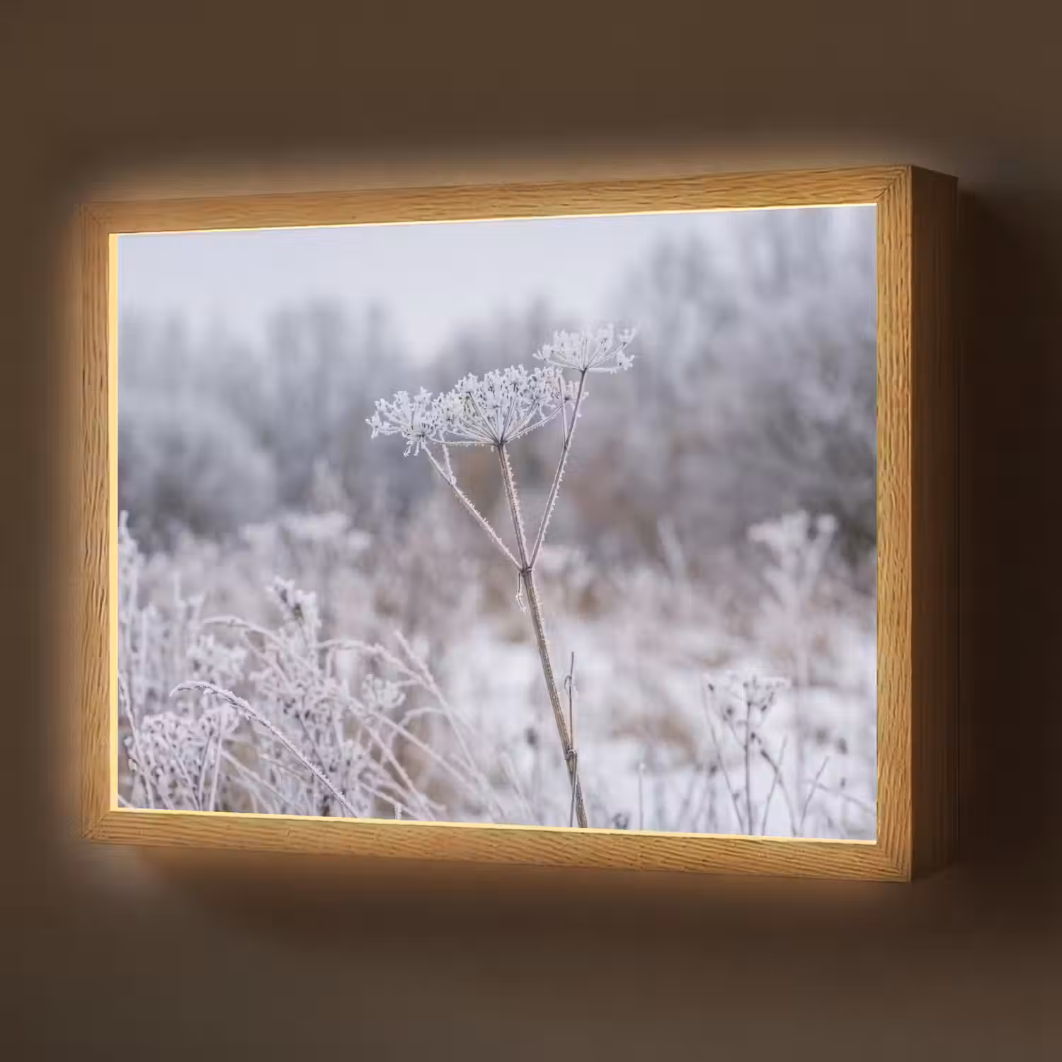 Schermbloem - Rijp - Kristallen - Winter - Delicaat Light Box met batterij (Wandlamp) middel -z3d_website