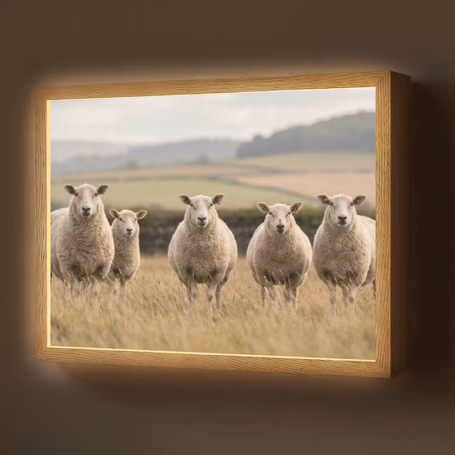 Schapen - Weidenlandschap - Heuvels Light Box met batterij (Wandlamp) middel -z3d_website