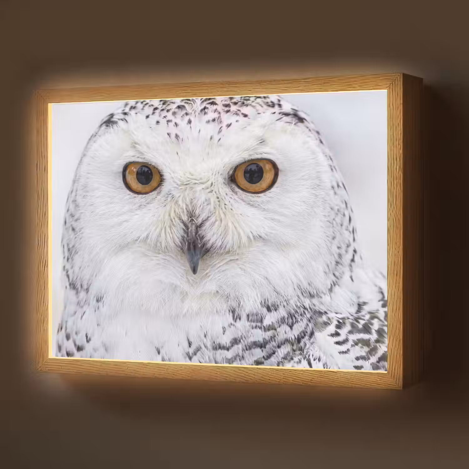 Sneeuwuil - Oog - Wildlife - Wit Light Box met batterij (Wandlamp) middel -z3d_website