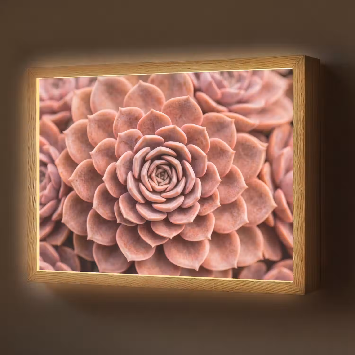Vetplant - Organisch - Roze Light Box met batterij (Wandlamp) middel -z3d_website