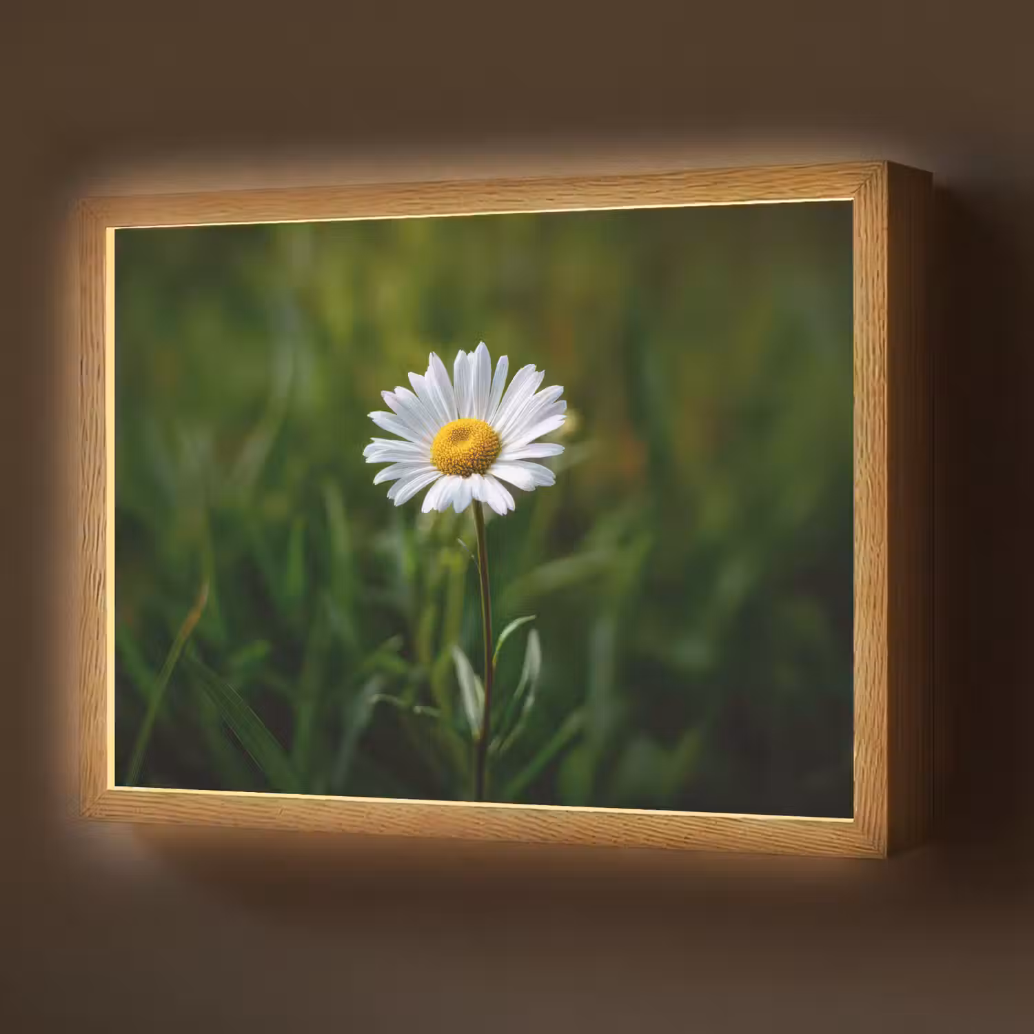 Wit - Madeliefje - Bloem - Gras Light Box met batterij (Wandlamp) middel -z3d_website