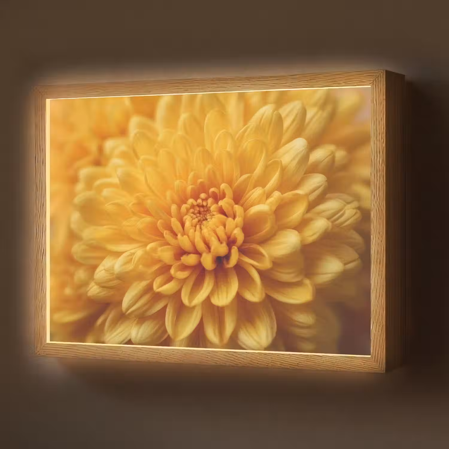 Geel - Chrysant - Zachtheid Light Box met batterij (Wandlamp) middel -z3d_website