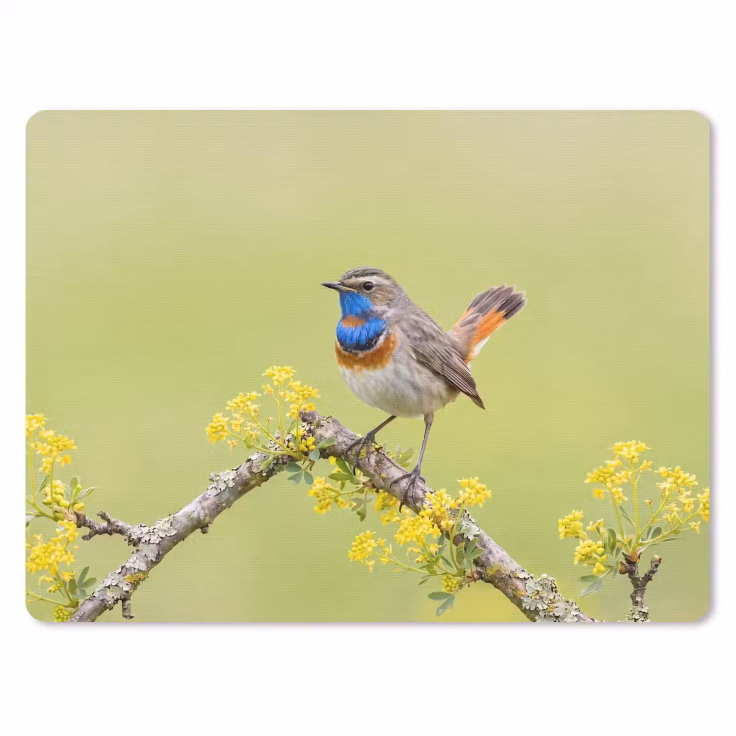 Vogel - Tak - Natuur - Kleurrijk muismat rubber klein -3d