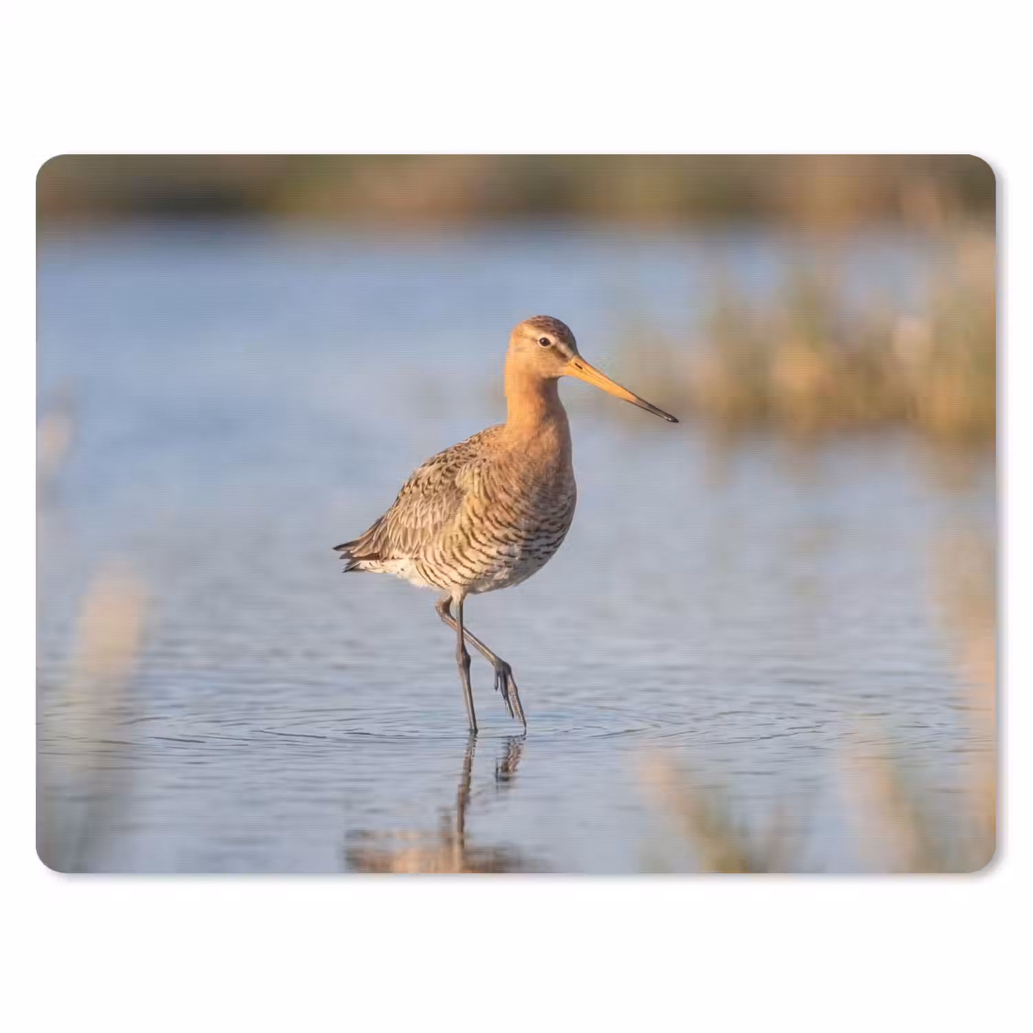 Vogel - Steltloper - Water - Natuur muismat rubber klein -3d