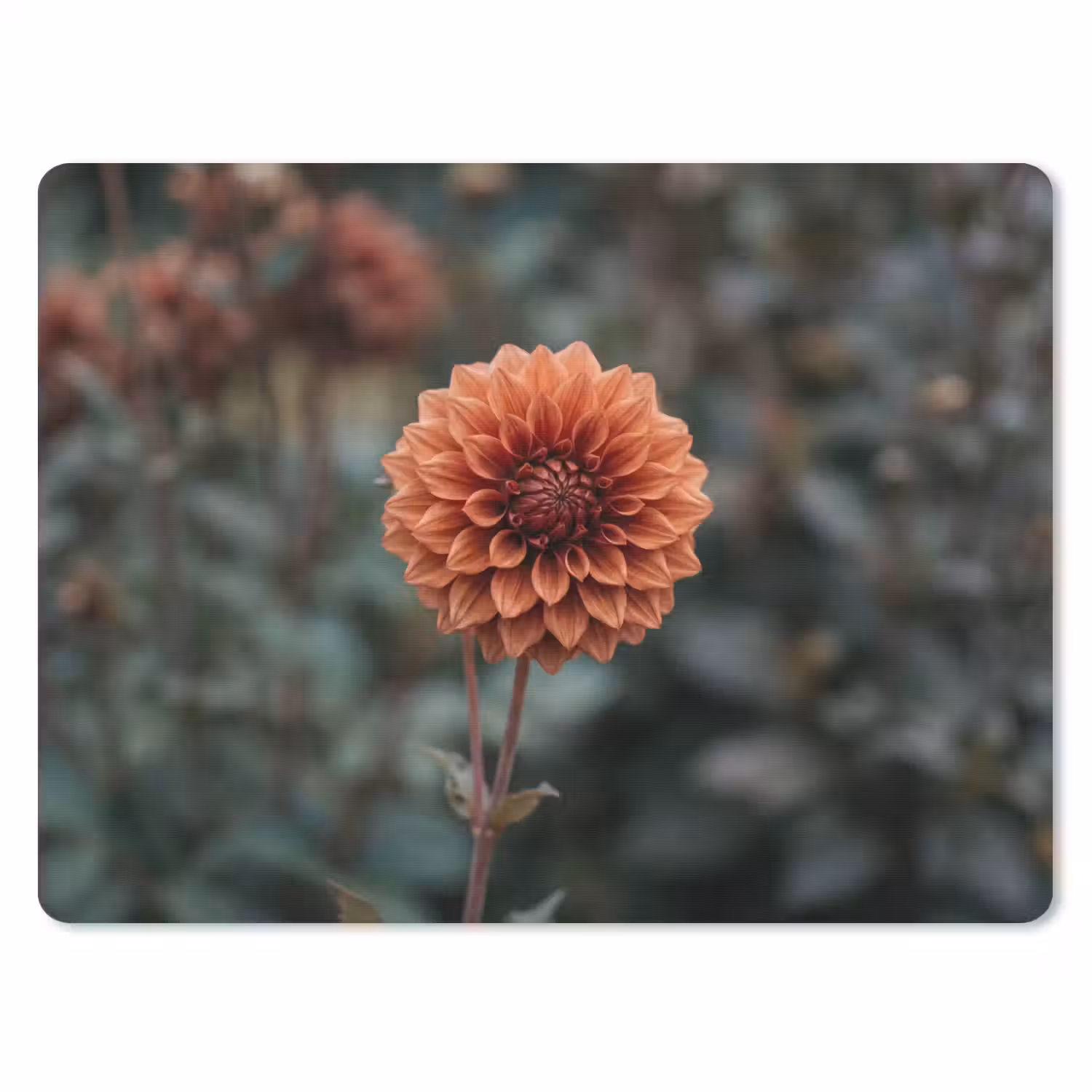 Dahlia - Bloem - Natuur - Sfeervol muismat rubber klein -3d