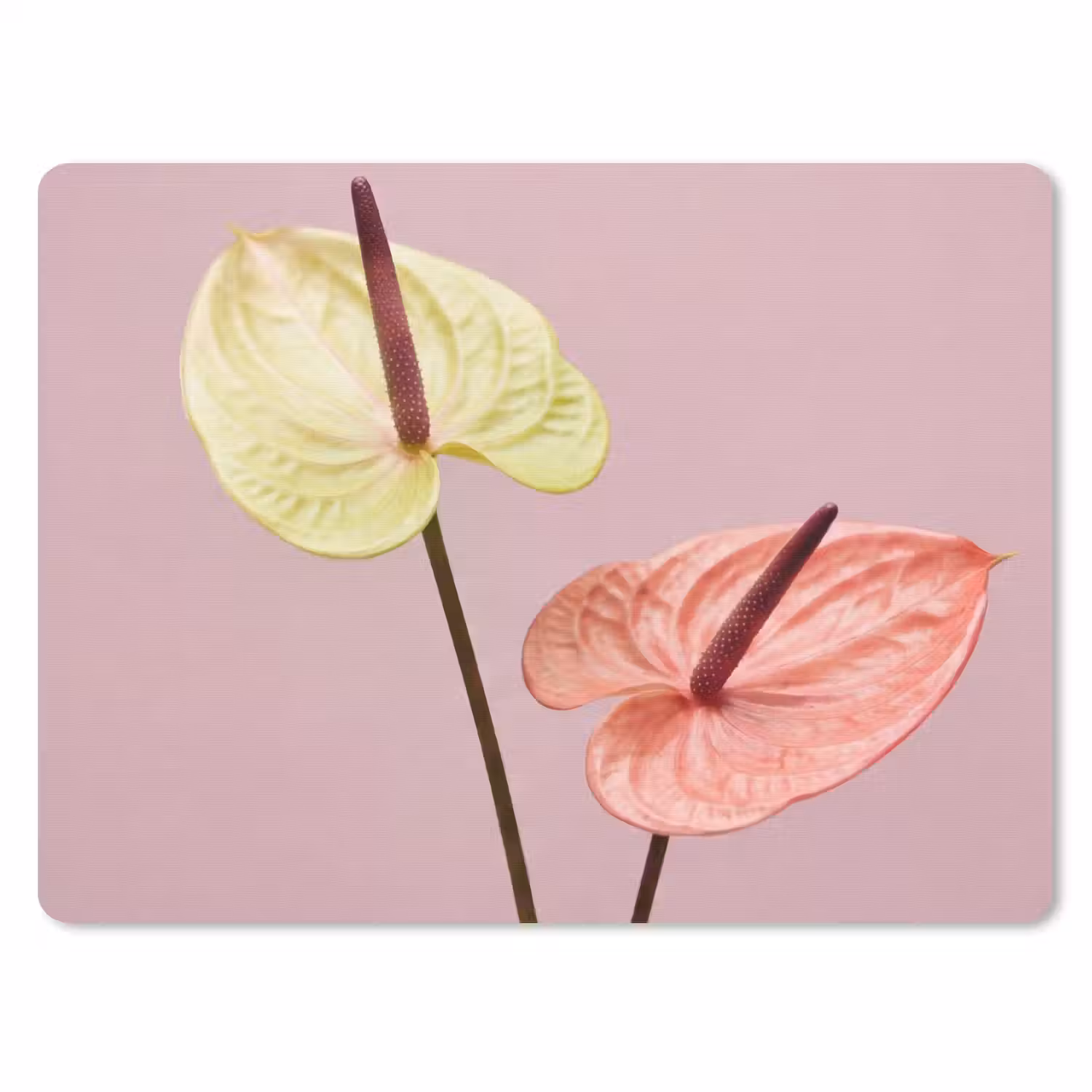 Bloemen - Anthuriums - Geel - Roze muismat rubber klein -3d
