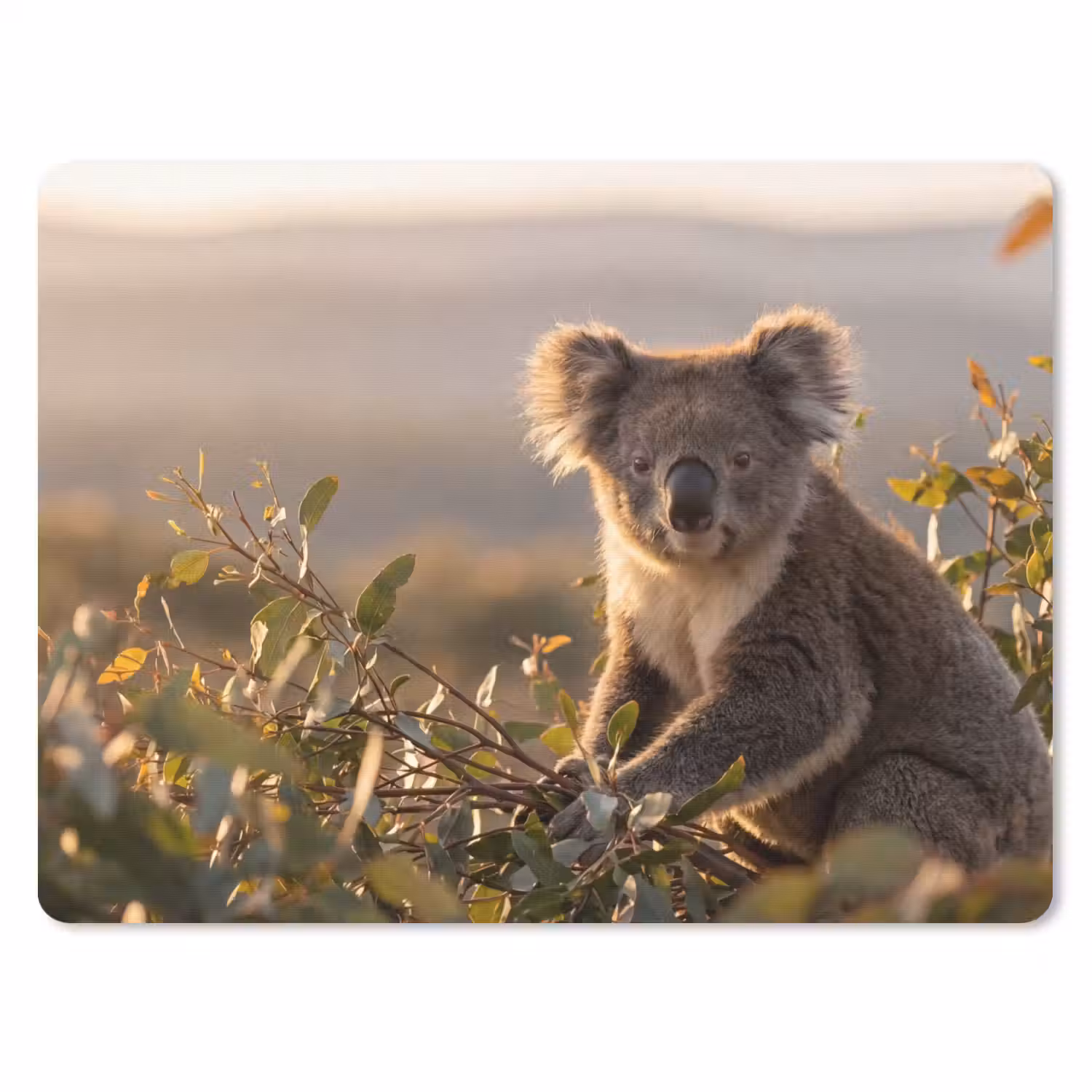 Koala - Bladeren - Ochtendlicht muismat rubber klein -3d