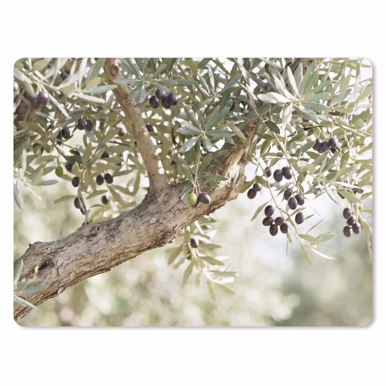 Mouse Pad - Olive tree - branch - green - Olijfboom - tak - groen muismat rubber klein