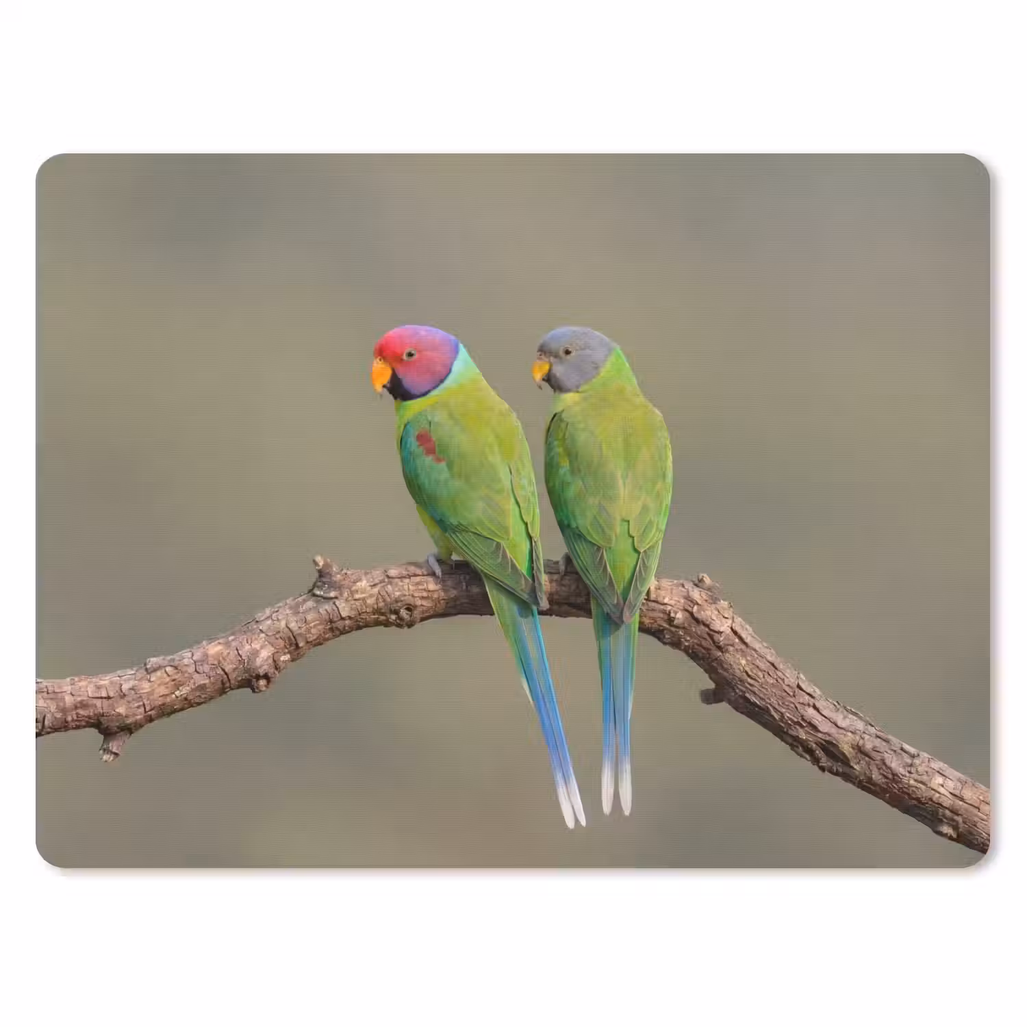 Papagaai - Tak - Natuur - Kleurrijk muismat rubber klein -3d