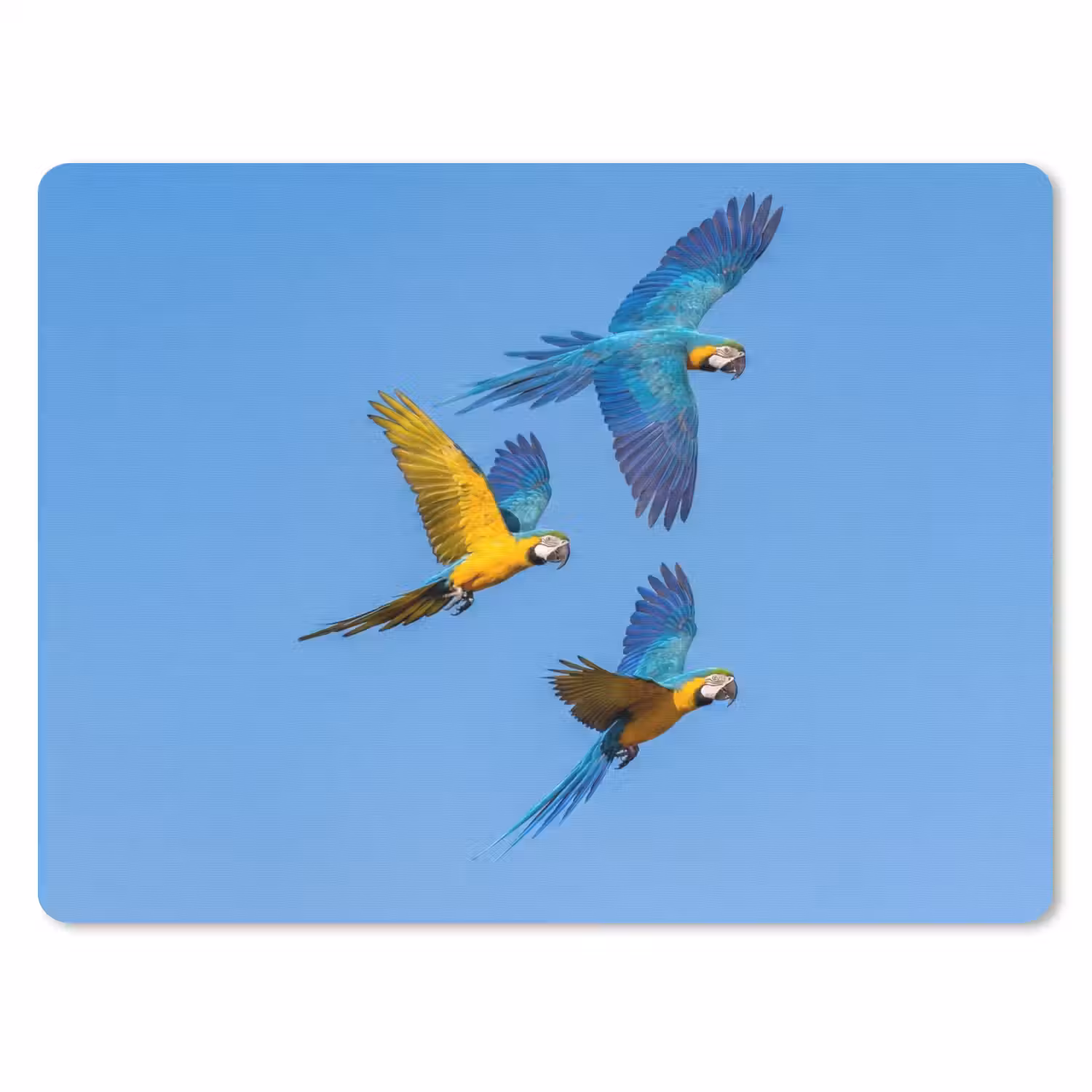 Papagaai - Vliegen - Blauw - Geel muismat rubber klein -3d