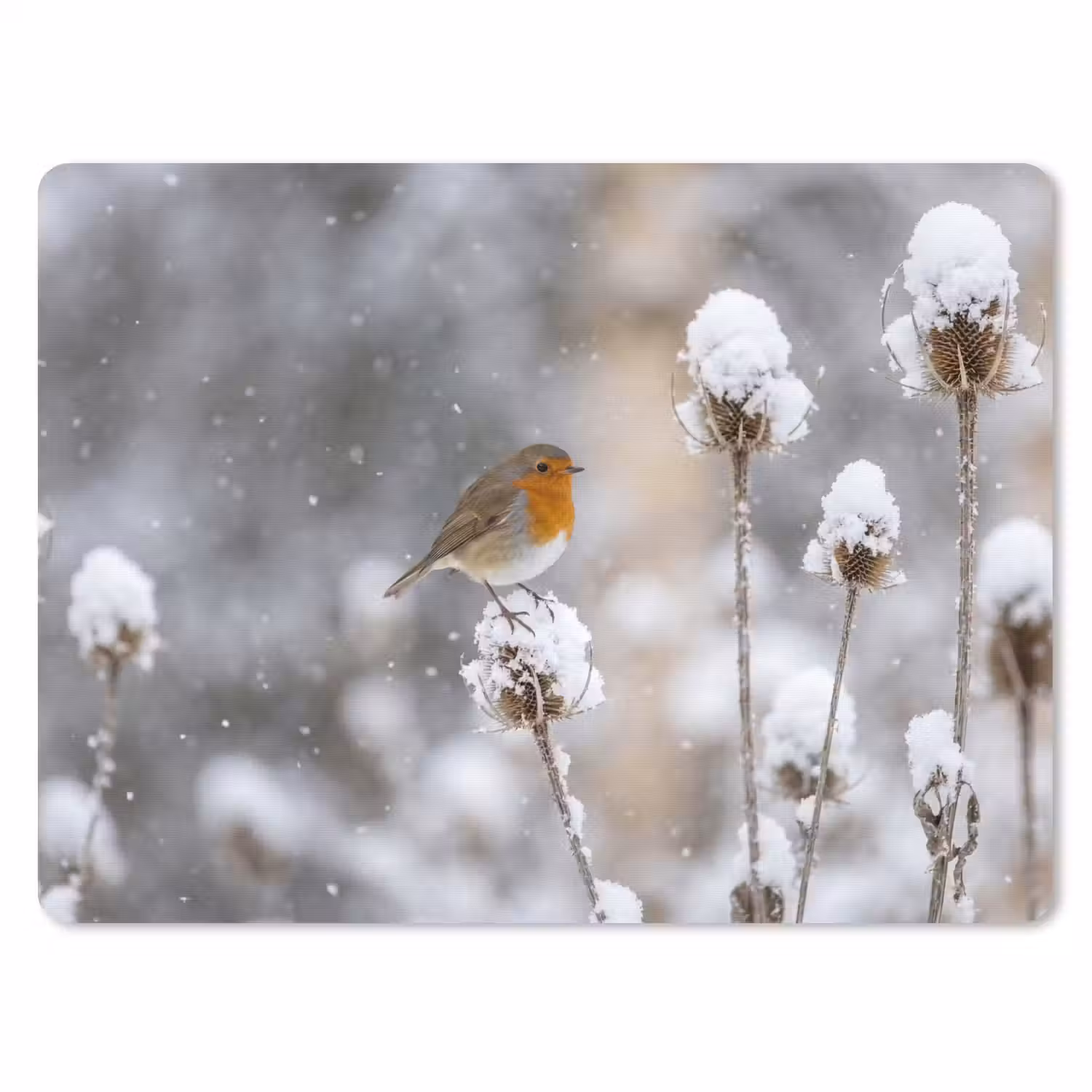 Roodborstje - Gedroogde bloem - Sneeuw - Winter - Vertederend muismat rubber klein -3d