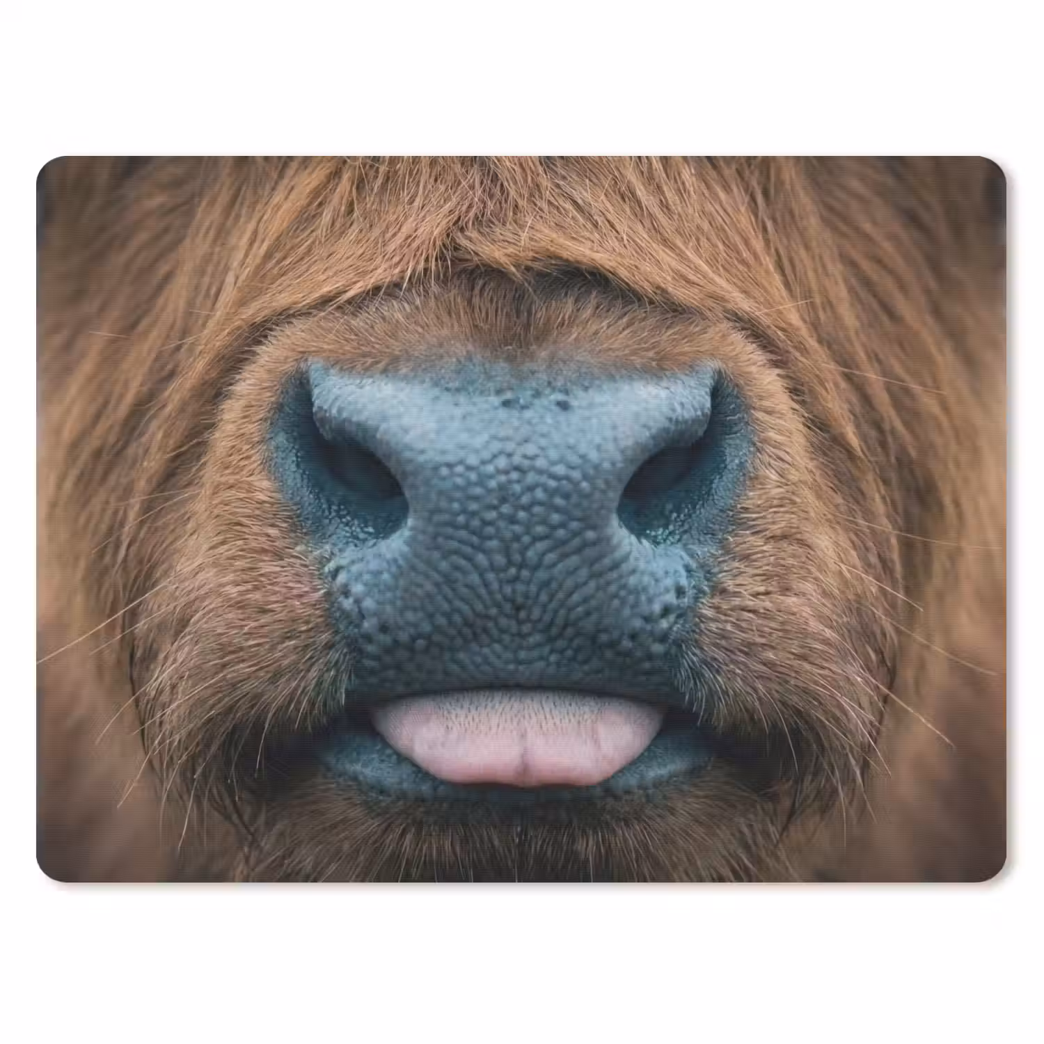 Schotse hooglander - Neus - Bruin muismat rubber klein -3d