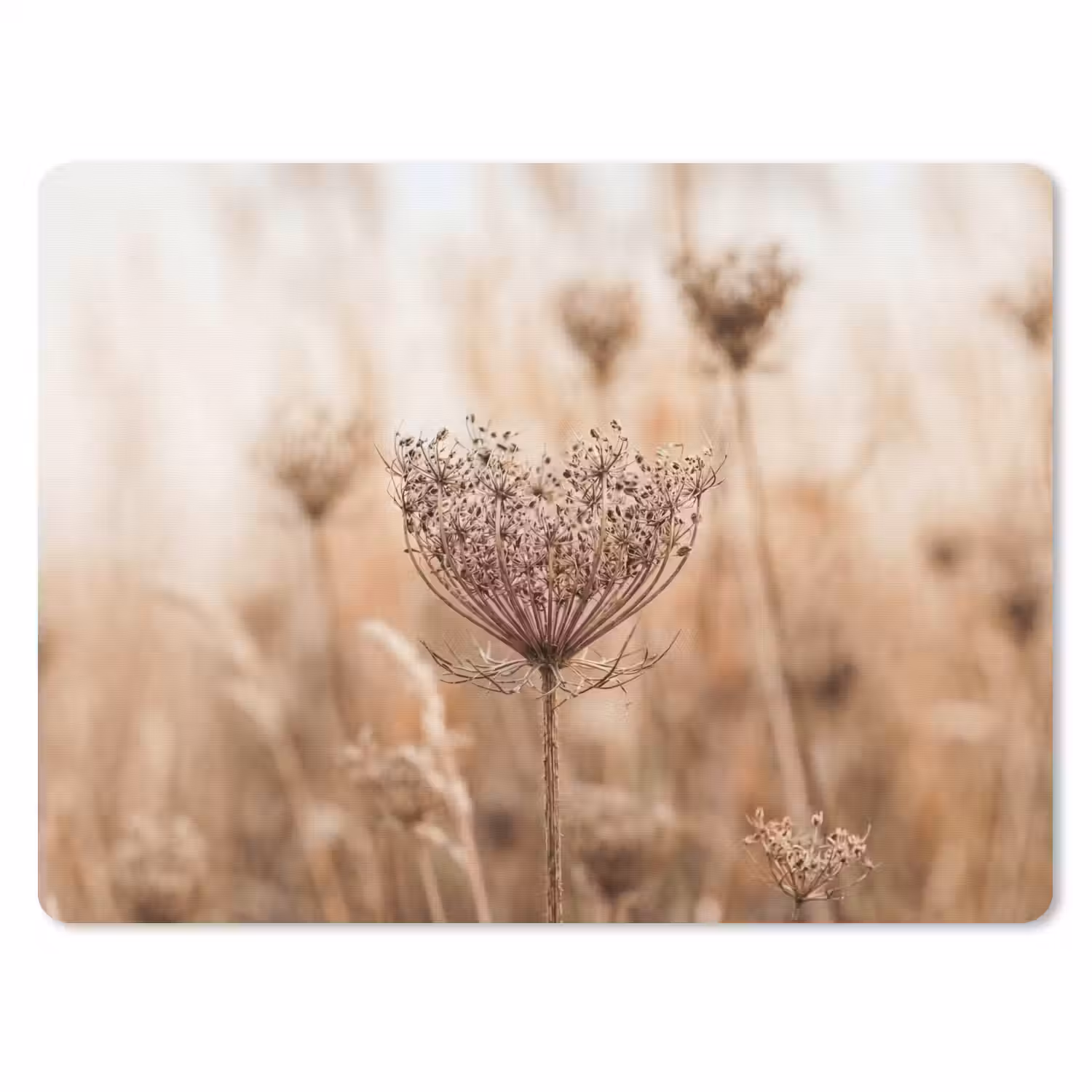 Schermbloem - Droogbloem - Winter - Beige - Minimalistisch muismat rubber klein -3d