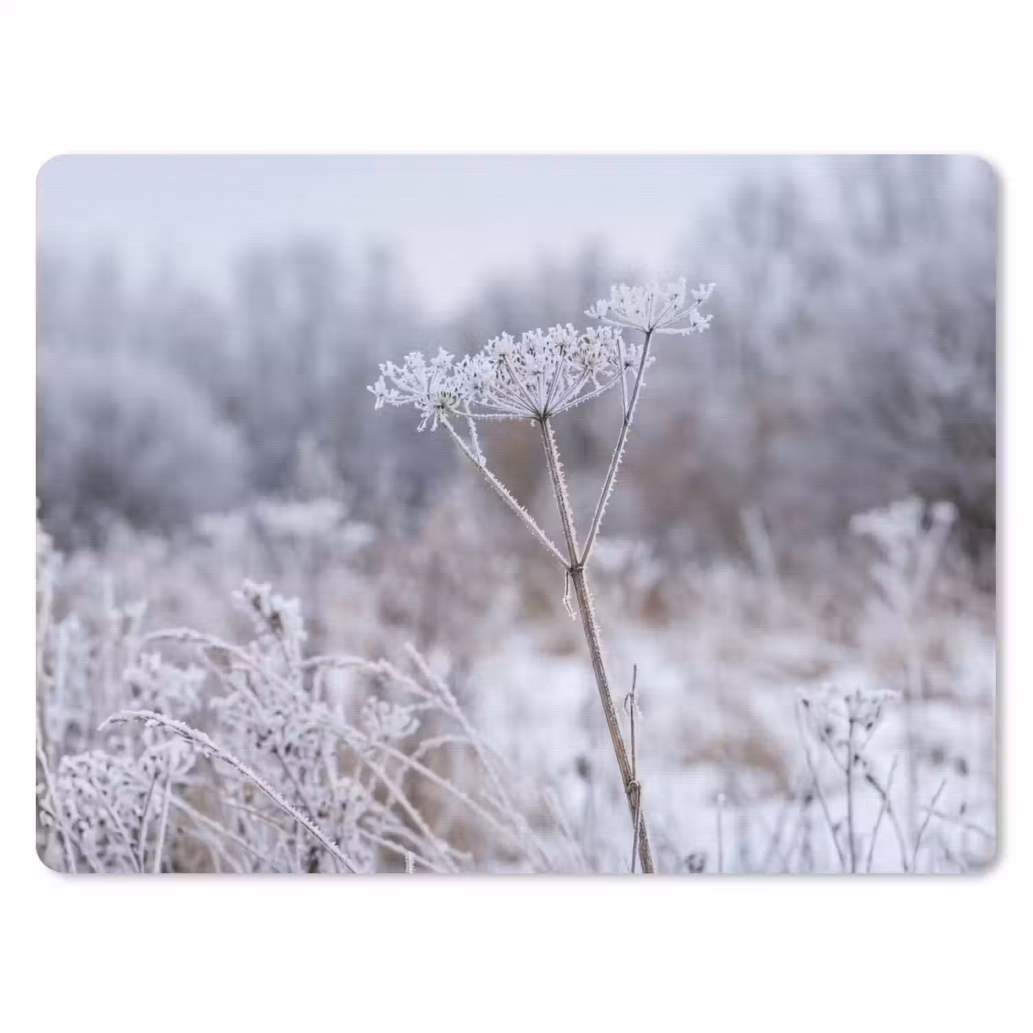 Schermbloem - Rijp - Kristallen - Winter - Delicaat muismat rubber klein -3d