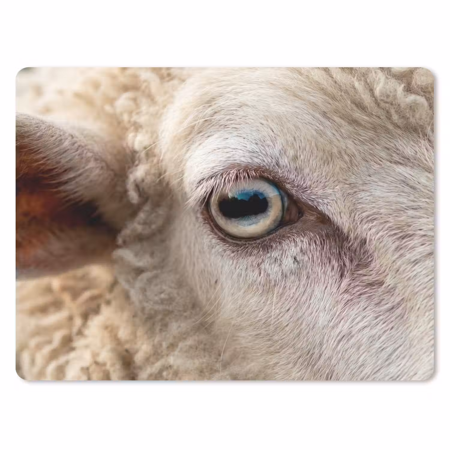 Schaap - Oog - Wit muismat rubber klein -3d