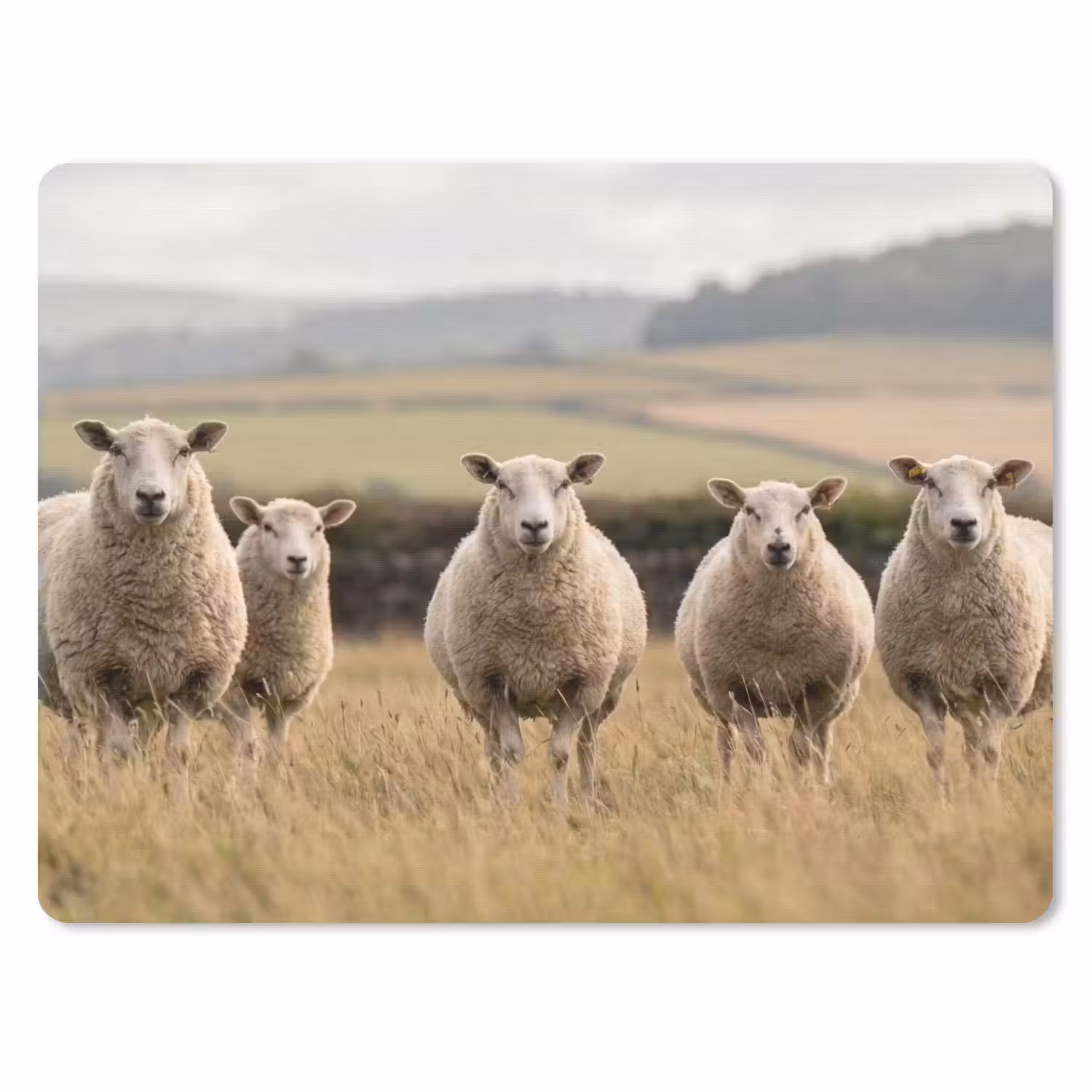 Schapen - Weidenlandschap - Heuvels muismat rubber klein -3d