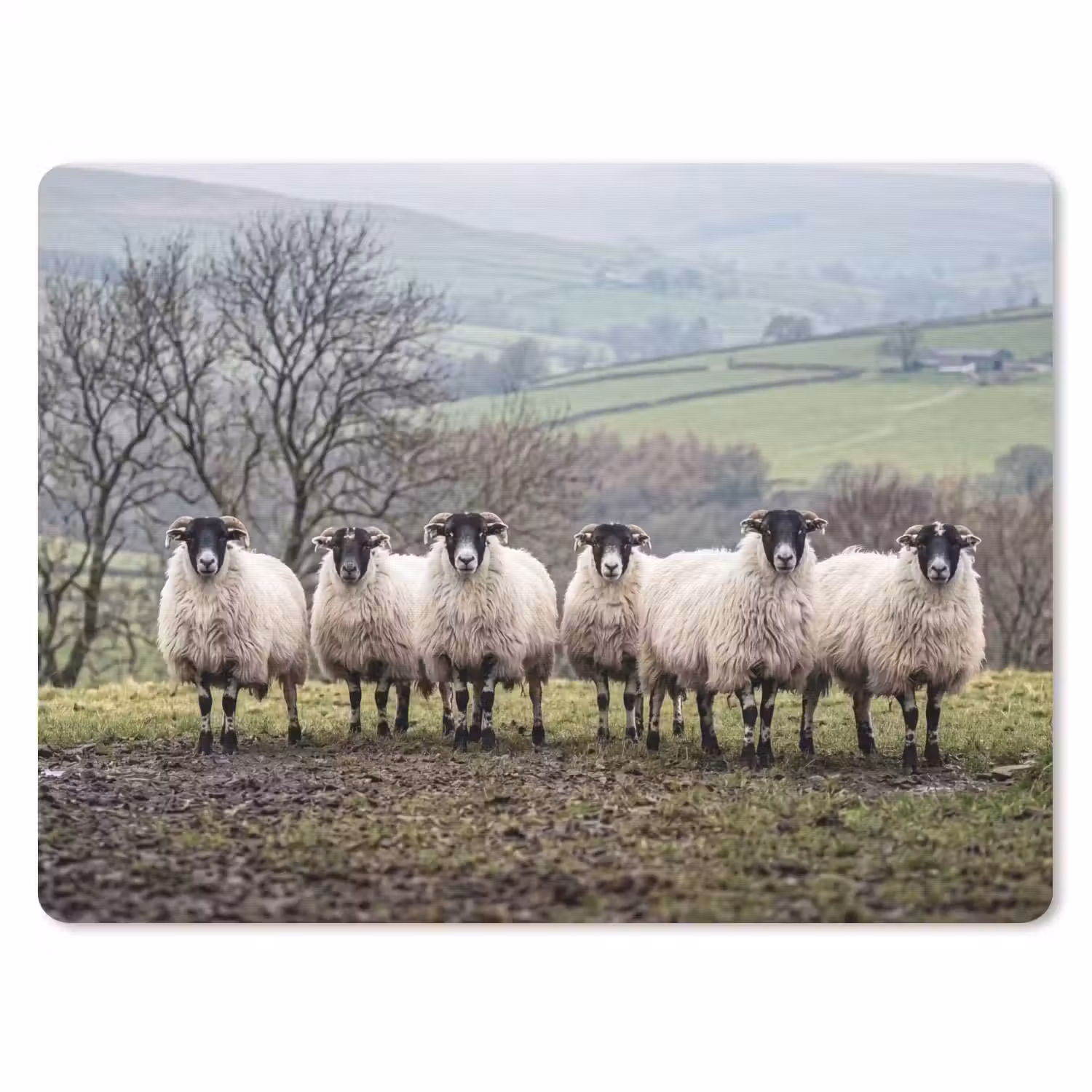 Schapen - Rij - Weide - Dieren - Platteland muismat rubber klein -3d