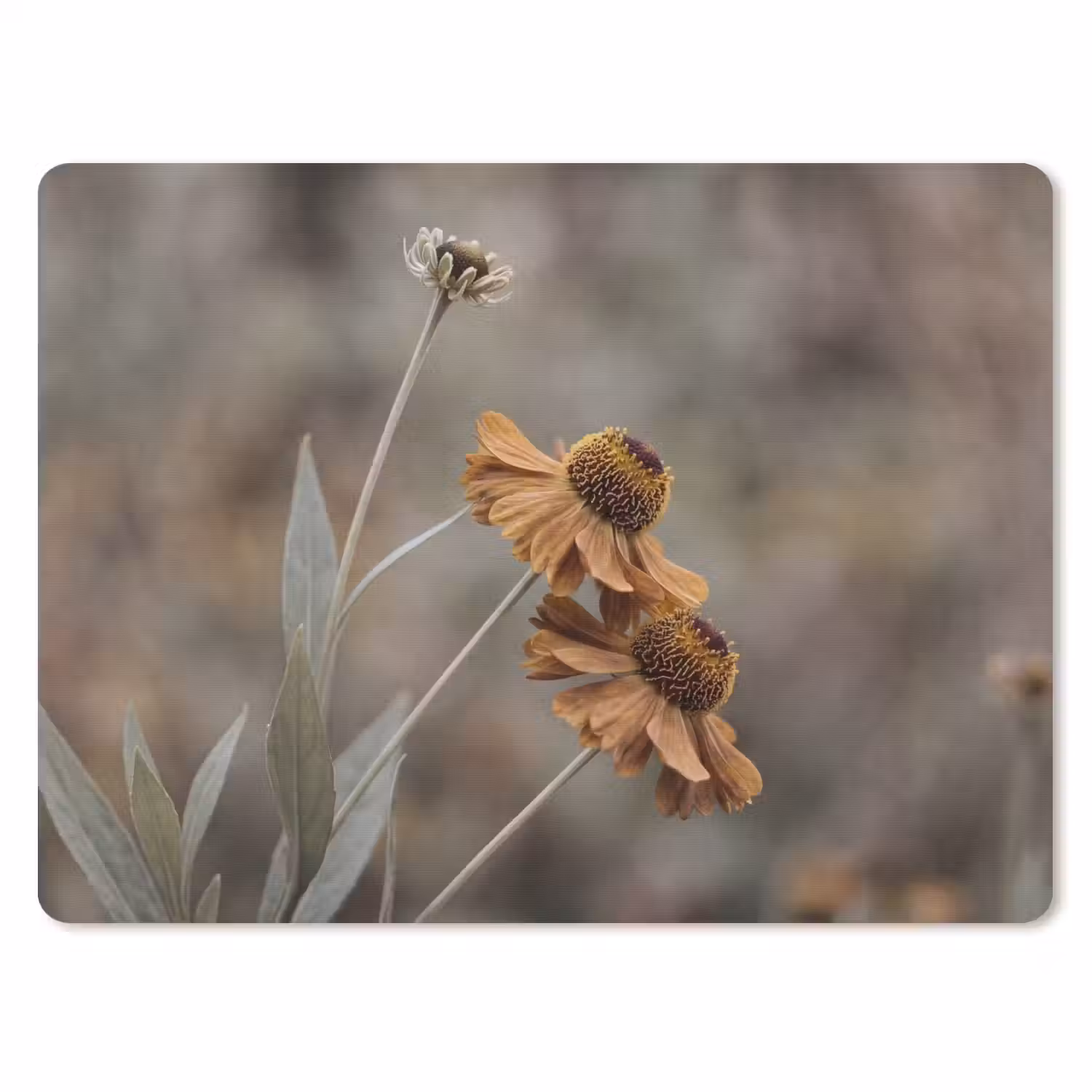 Zonnehoed - Droogbloemen - Geel - Warm muismat rubber klein -3d