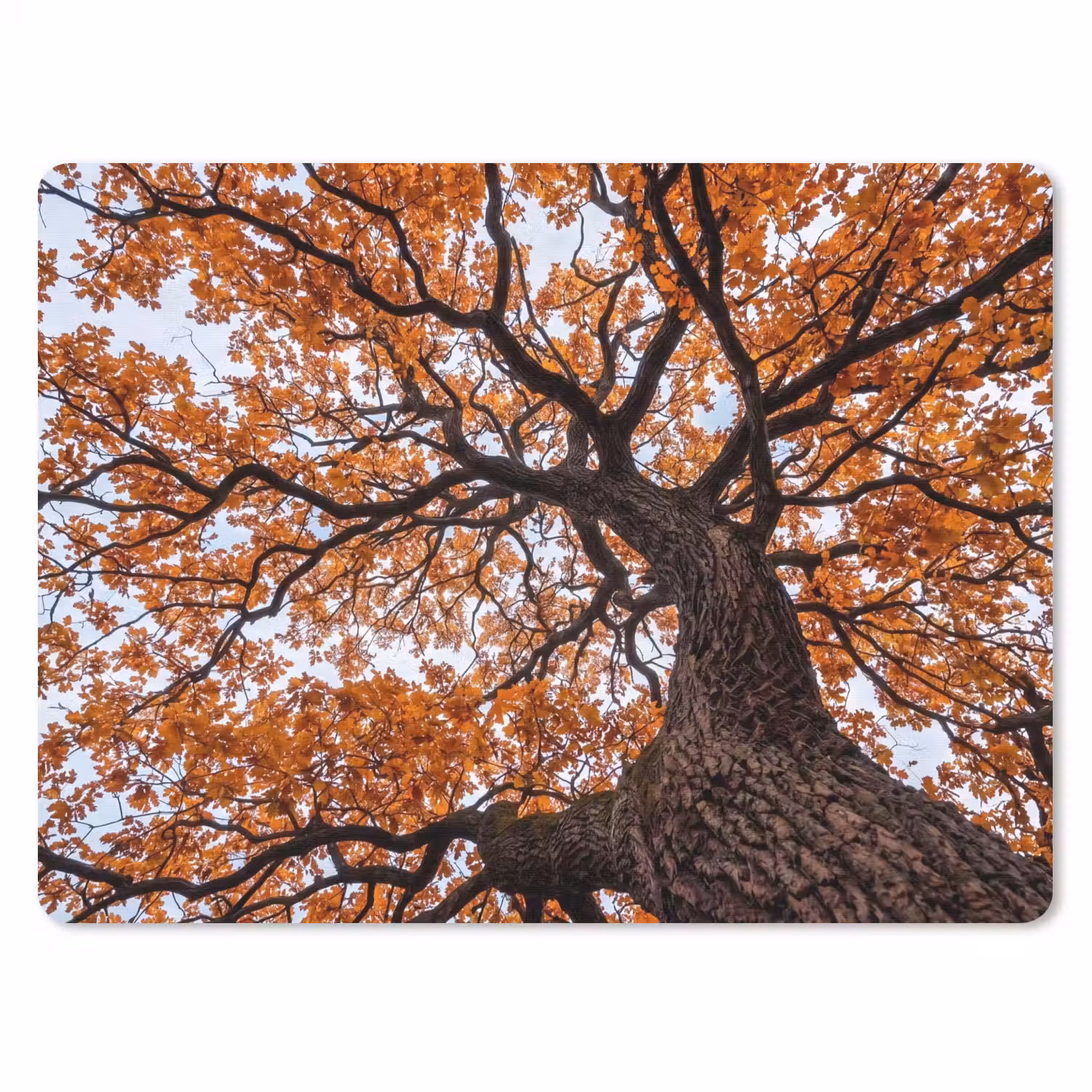 Boom - Bladerdak - Herfst - Oranje - Sfeervol muismat rubber klein -3d
