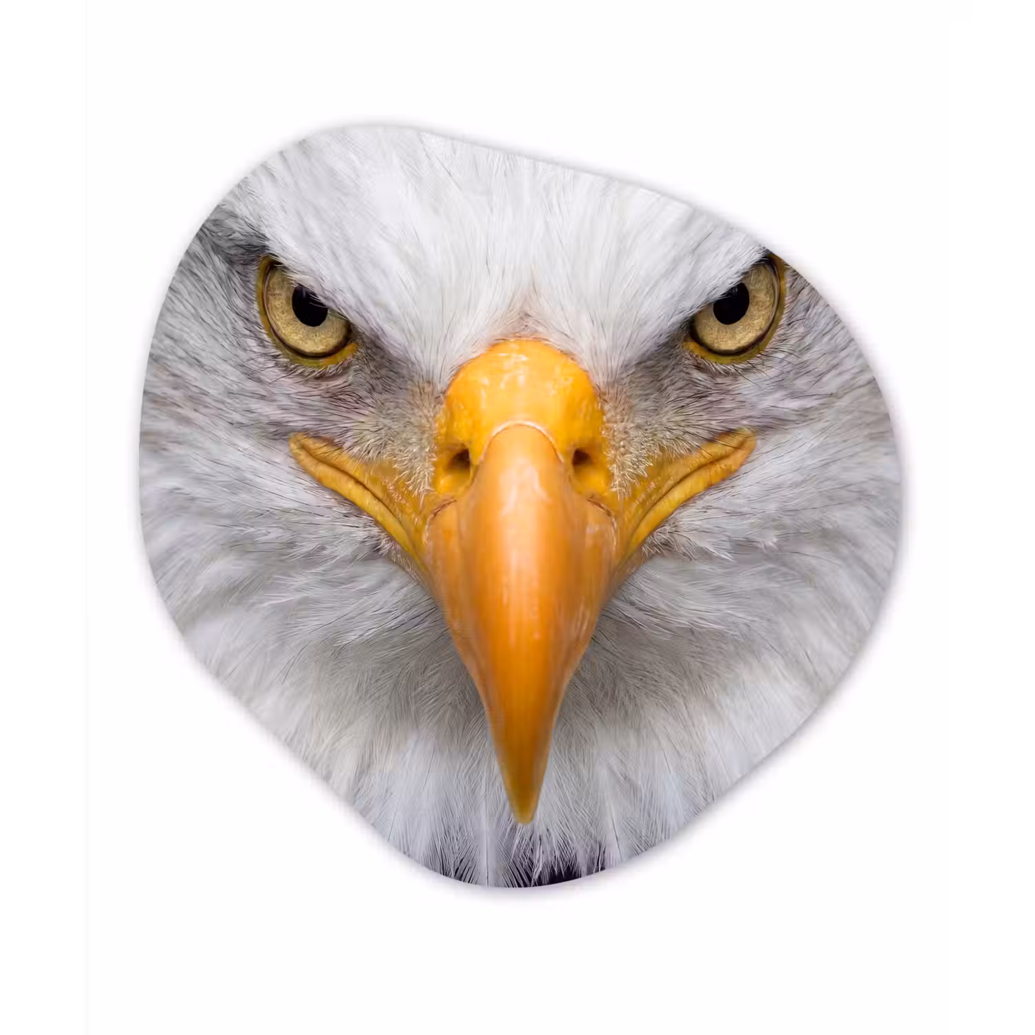 Amerikaans - Zeearend - Portret - Geel Wandcirkel Organisch Forex 3mm klein -3d