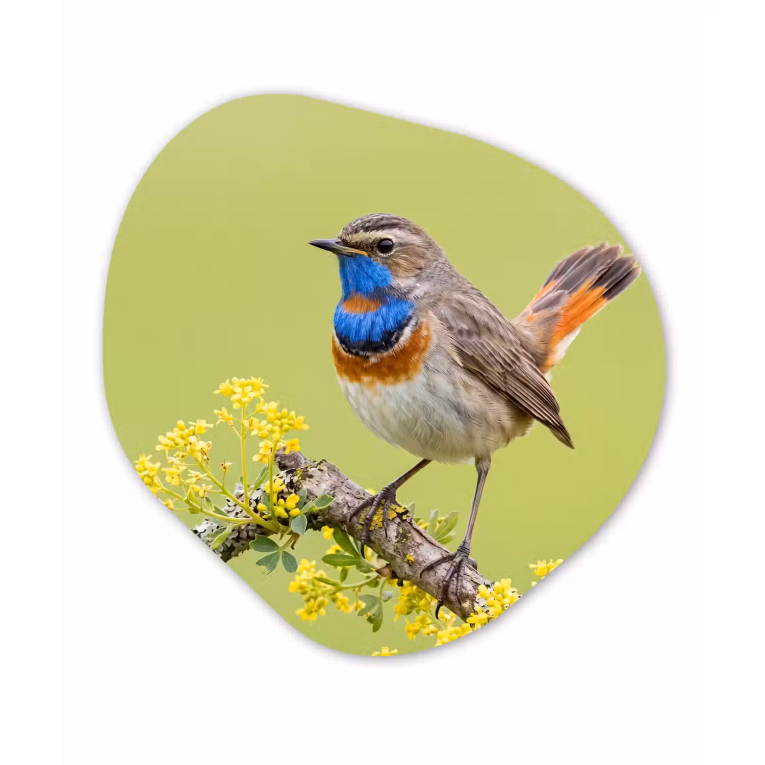 Vogel - Tak - Natuur - Kleurrijk Wandcirkel Organisch Forex 3mm klein -3d