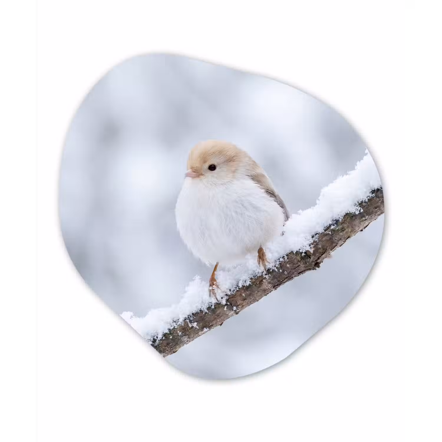 Vogeltje - Sneeuw - Tak - Winter - Zacht Wandcirkel Organisch Forex 3mm klein -3d
