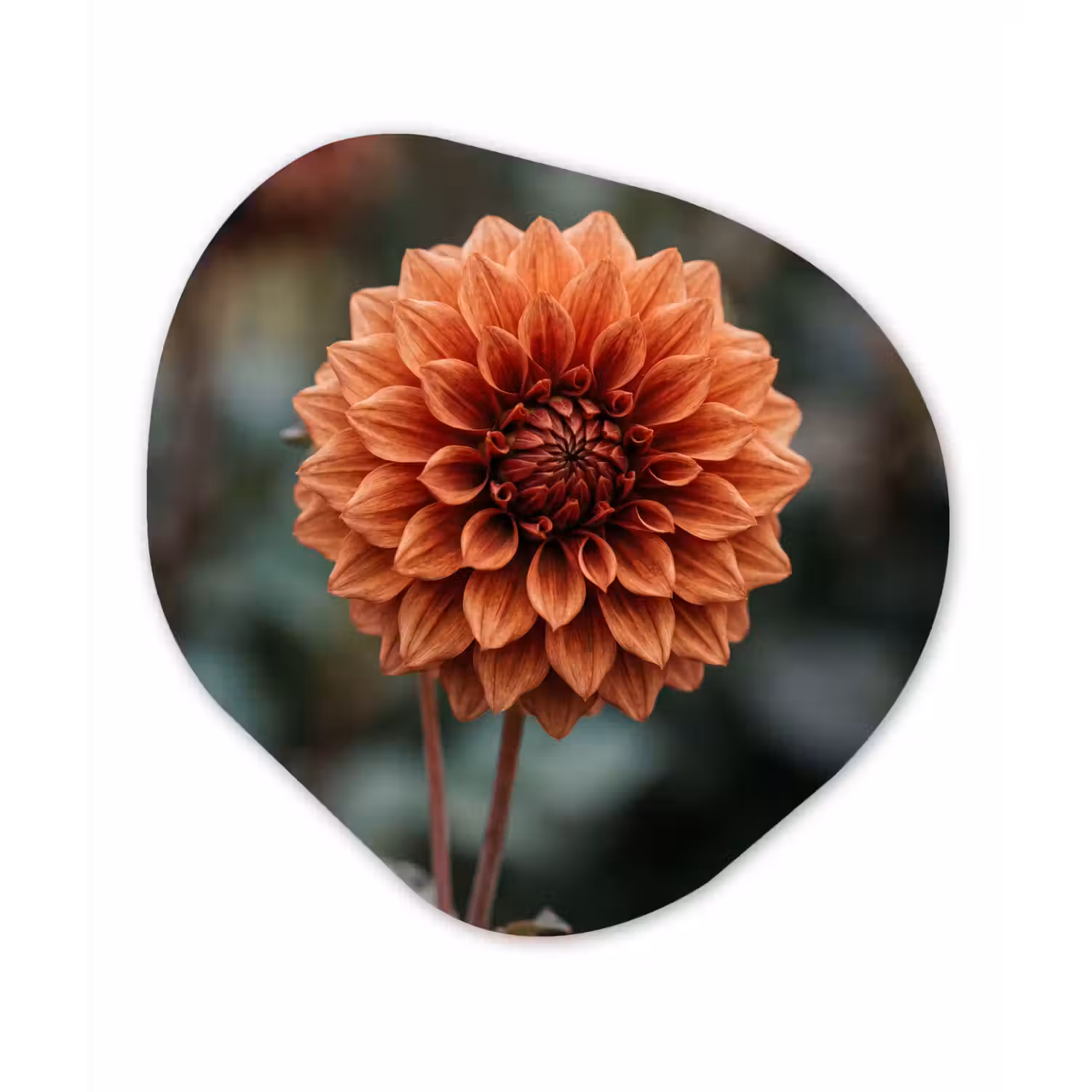 Dahlia - Bloem - Natuur - Sfeervol Wandcirkel Organisch Forex 3mm klein -3d