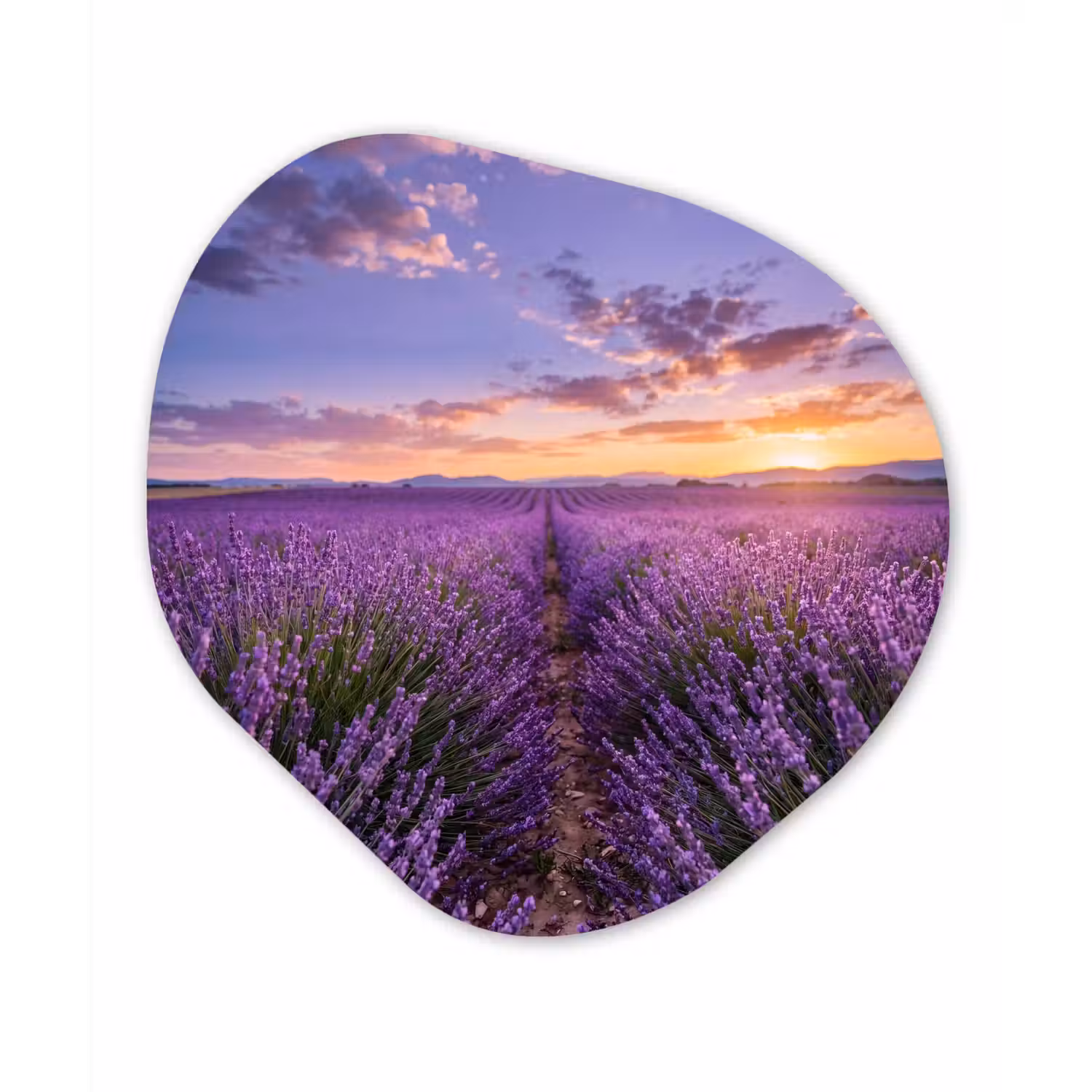 Lavendel - Veld - Natuur - Paars Wandcirkel Organisch Forex 3mm klein -3d