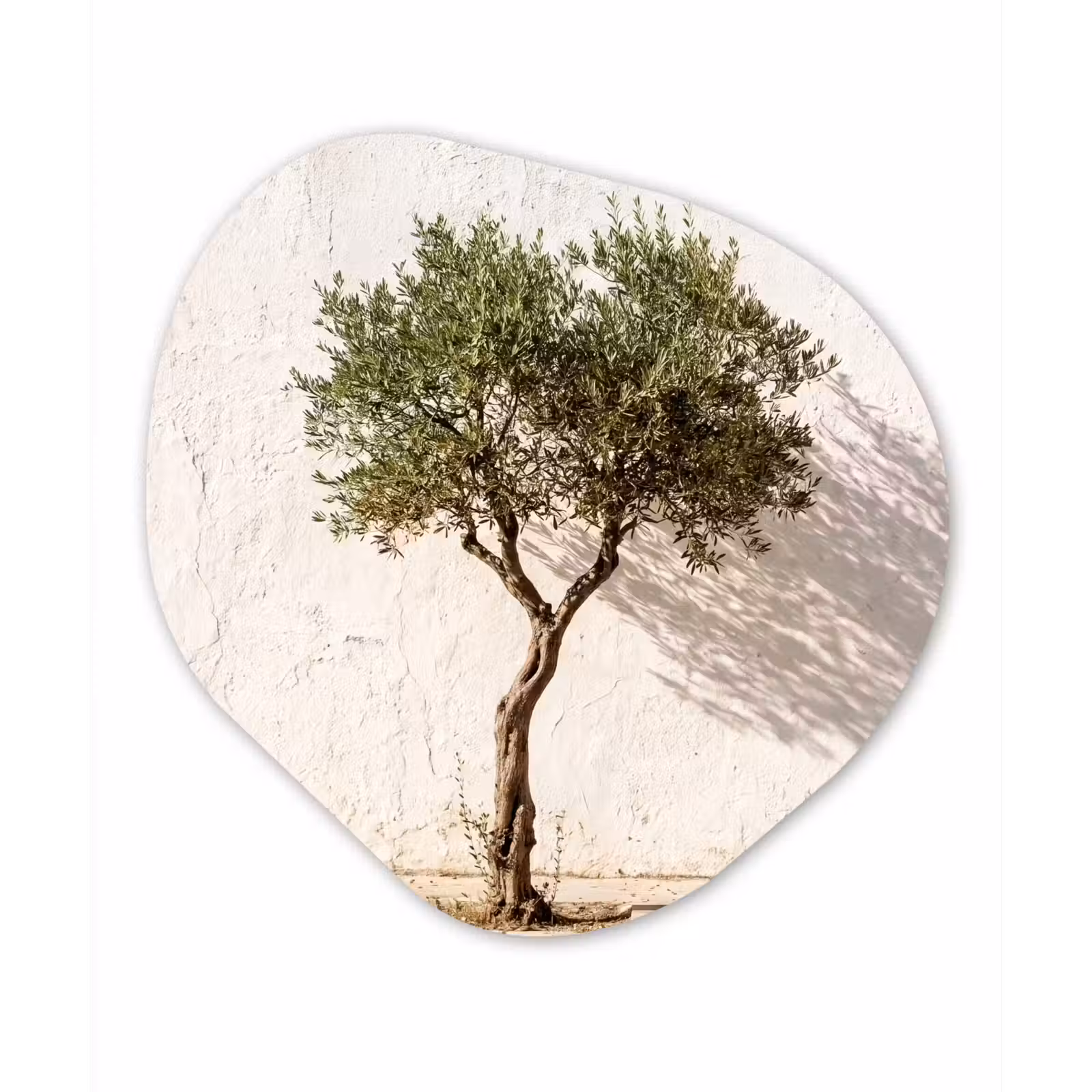 Organic - Forex - Olive Tree - Wall - White - Olijfboom - muur - wit Wandcirkel Organisch Forex 3mm klein